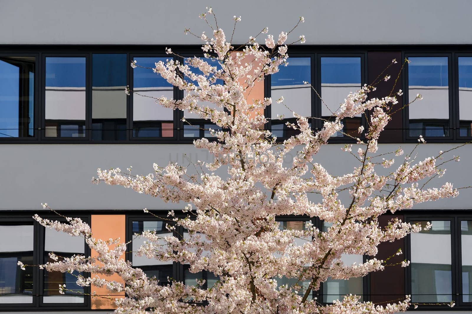 Spring blossom sakura cherry tree in inner yard of modern office building with blue sky reflection in mirrored windows