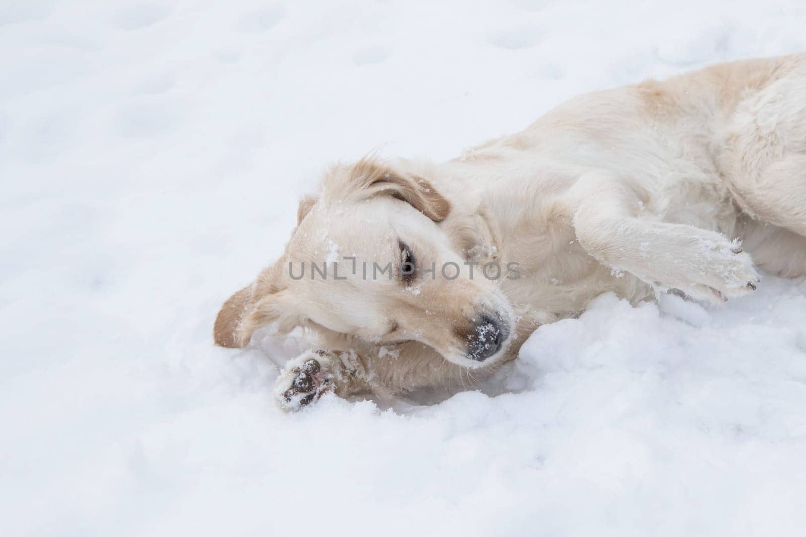 Golden retriever is lying on the snow. Paws of the head.