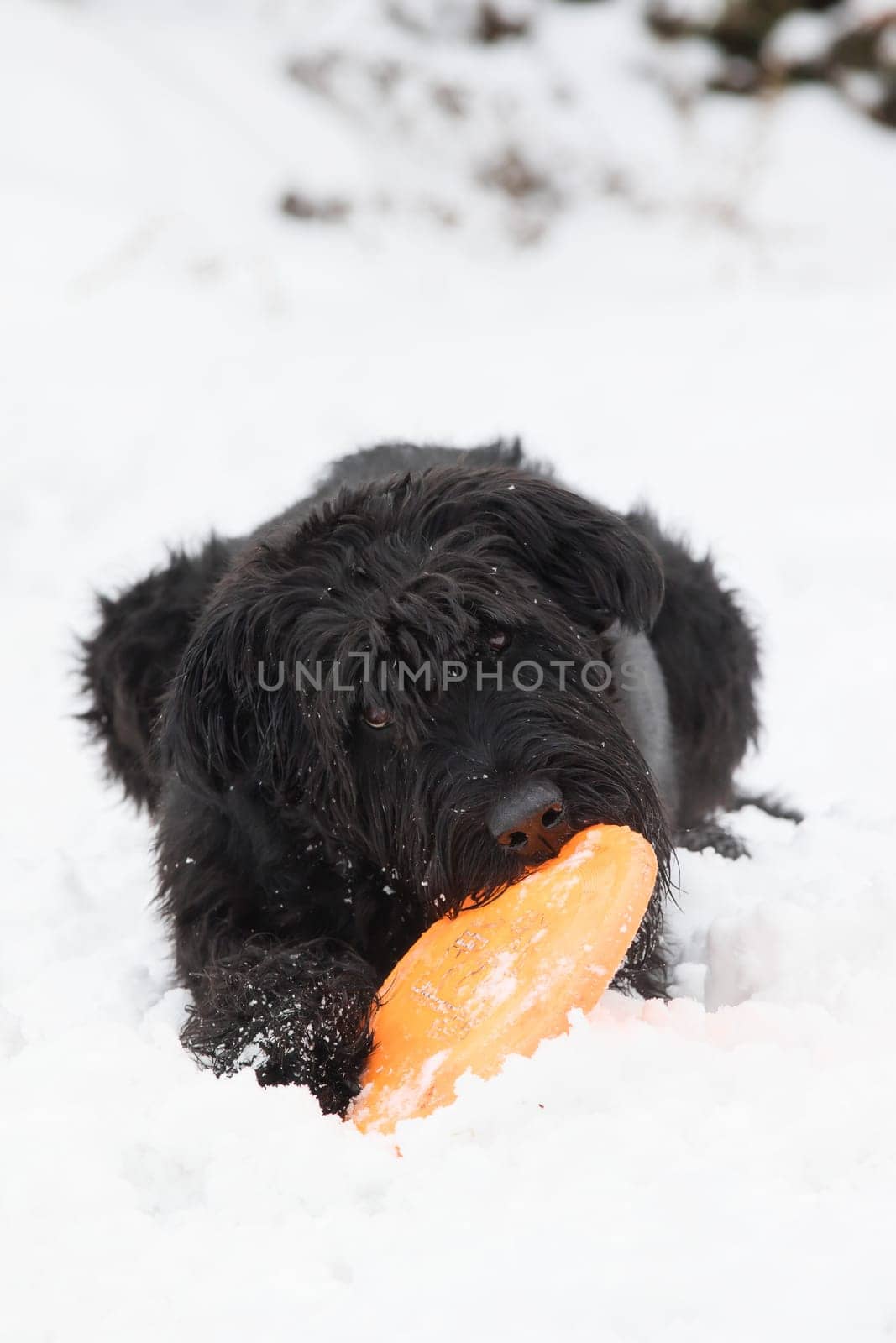 Big Black Schnauzer dog is lying on the snow and biting an orange frisbee