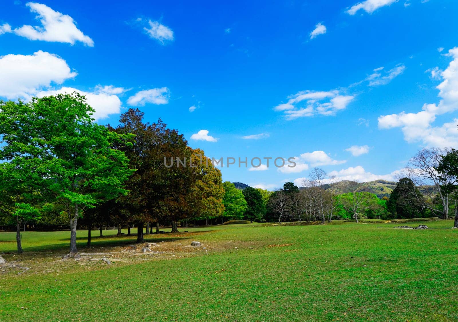 forest trees at sunny day park
