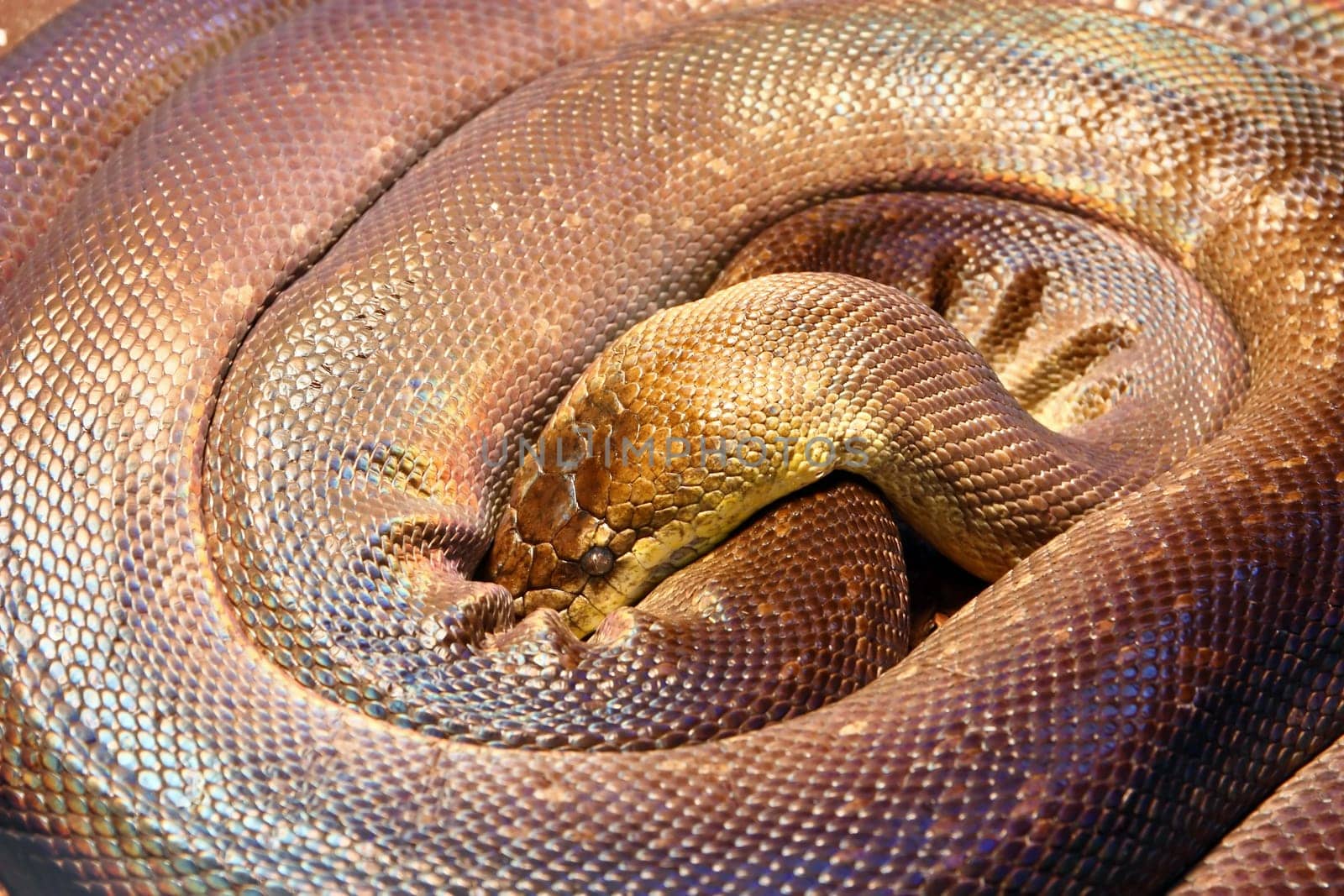 Macklot's python, liasis mackloti, is a python species found in Indonesia, East Timor, Papua New Guinea, and coastal northern Australia