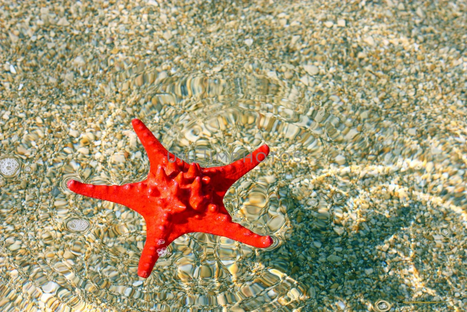 Beautiful red starfish with shadow in shallow water