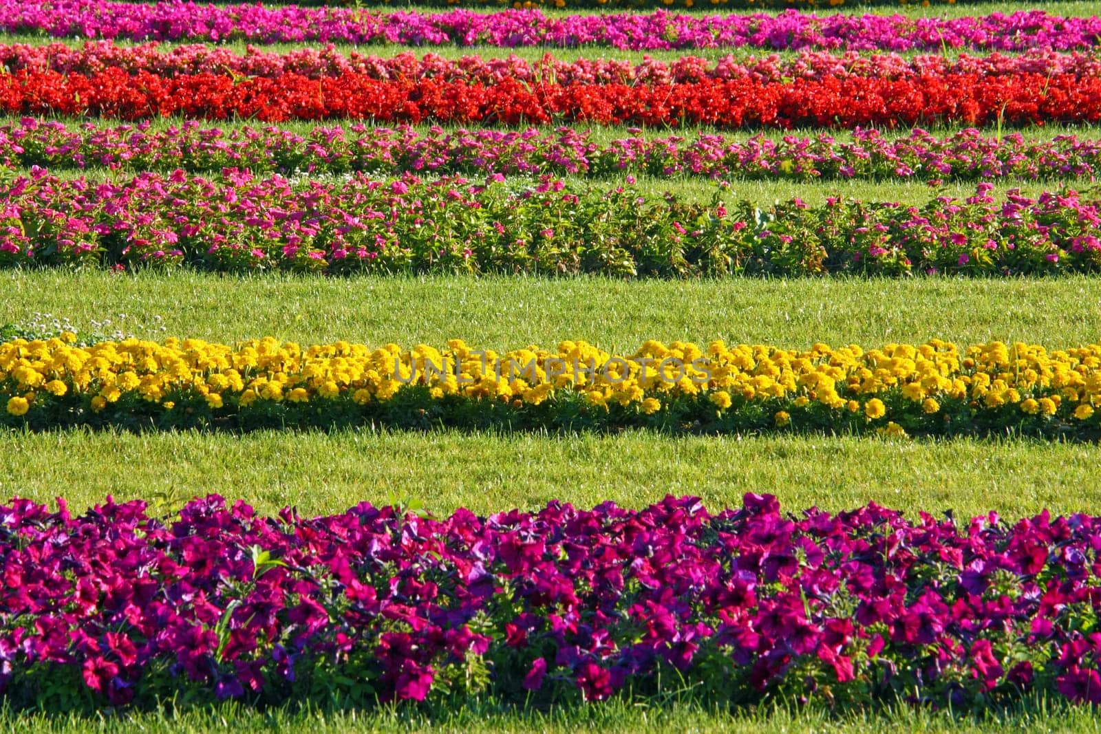 Seasonal flowers planted in striped flower beds in a park