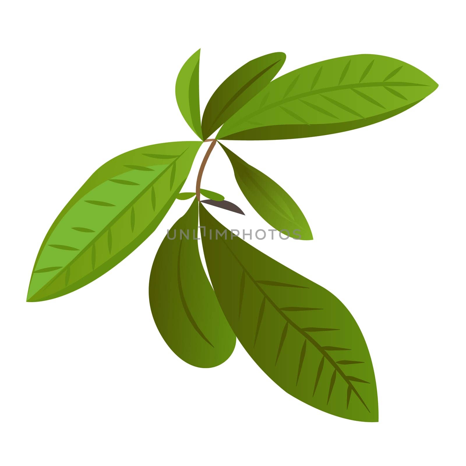 Tea leaves herbal green ceylon agriculture vector illustration isolated on a white background