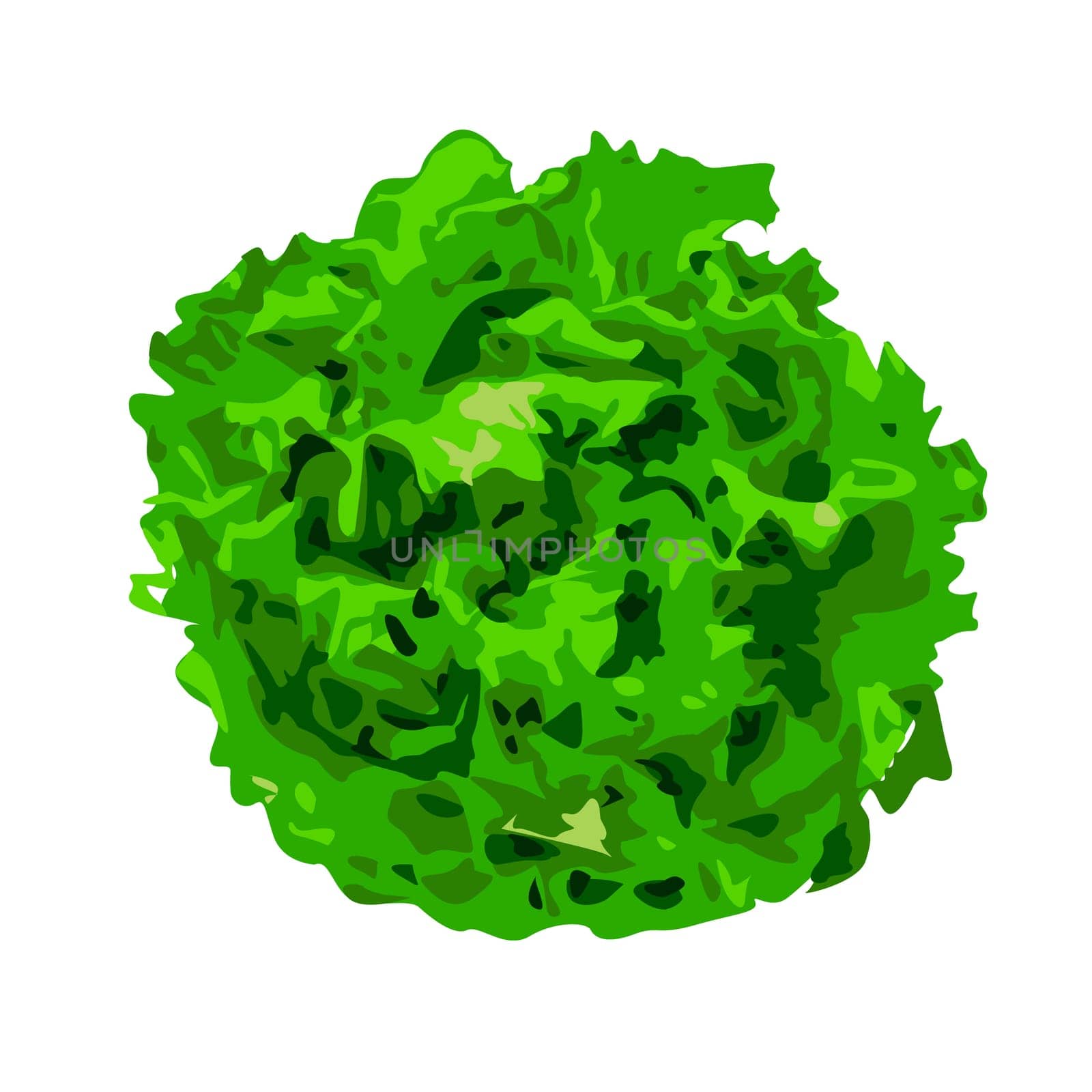 Bunch of lettuce greens vegetable greenery kale for salad on a white background isolated vector illustration
