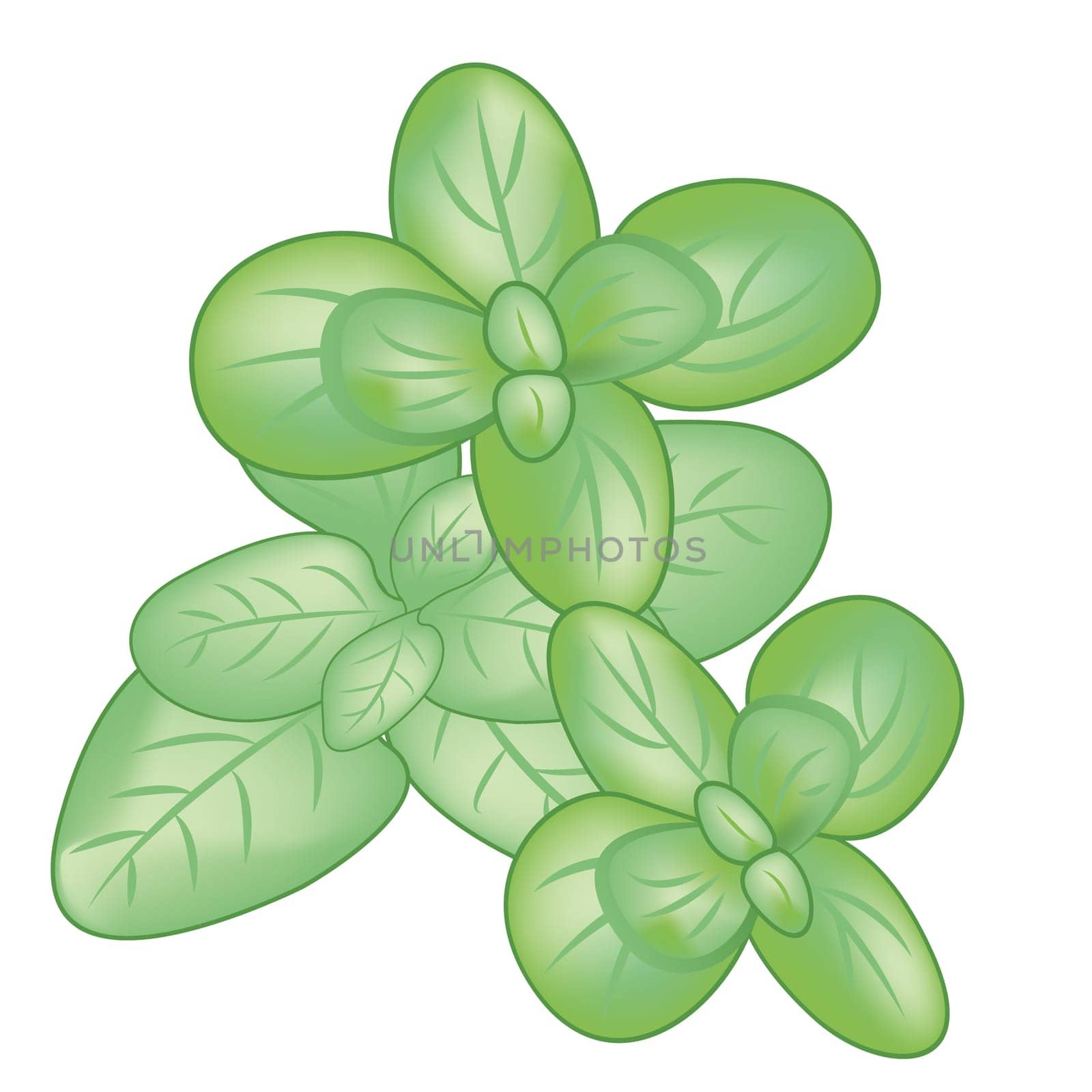 Thyme leaves vector illustration isolated on a white background