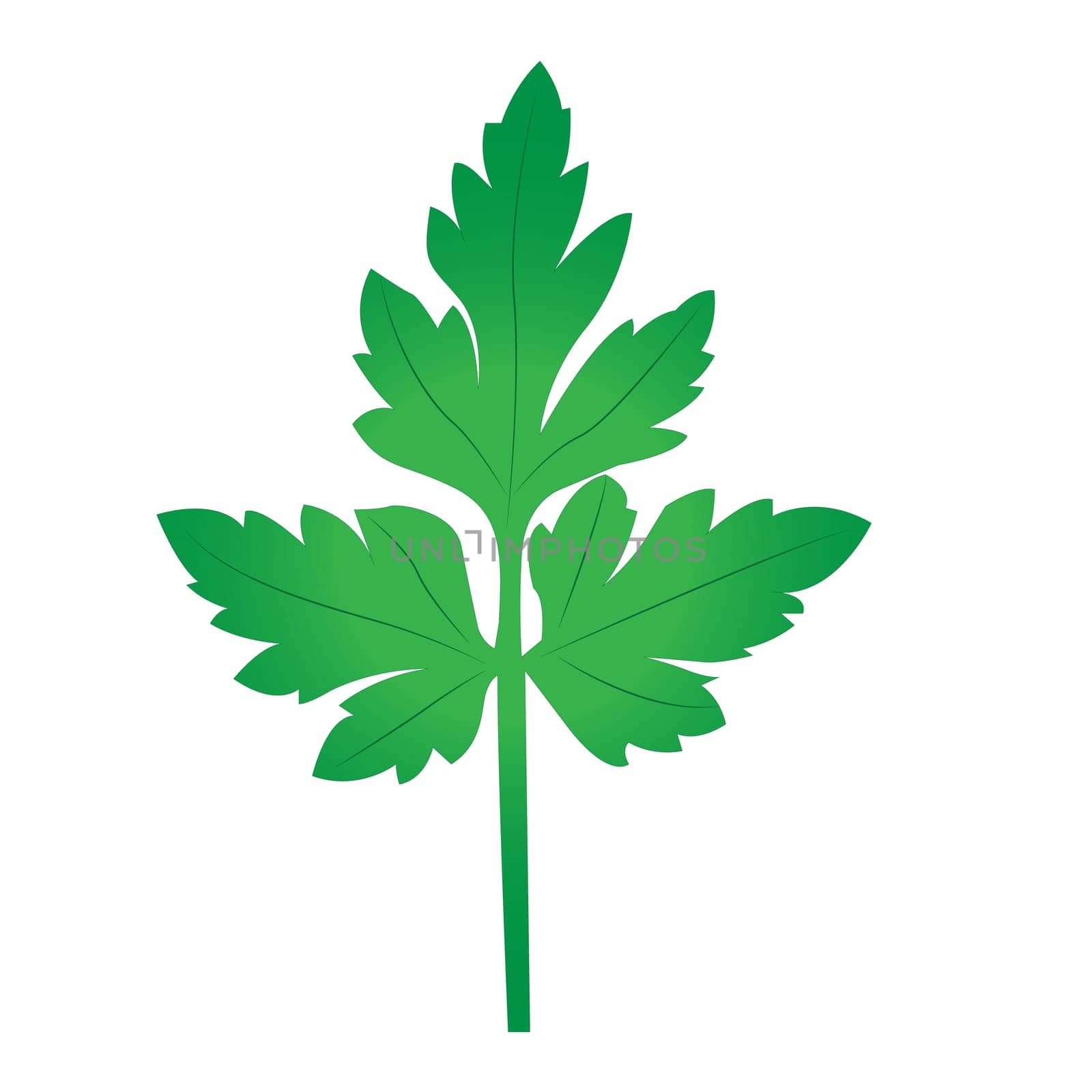 Parsley leaf herbal icon vector illustration on the white background