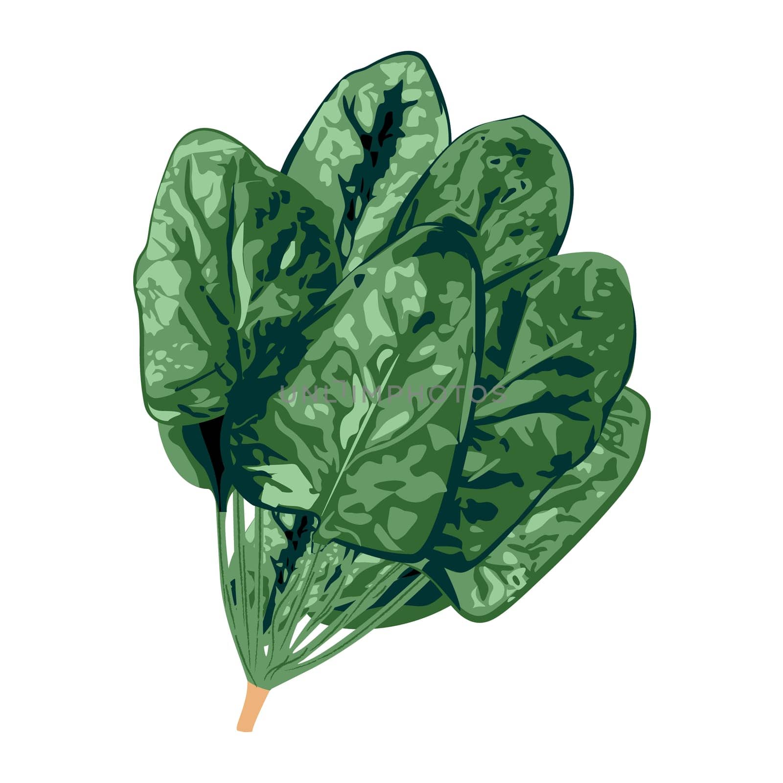 Bunch of spinach greenery  isolated on a white background vector illustration