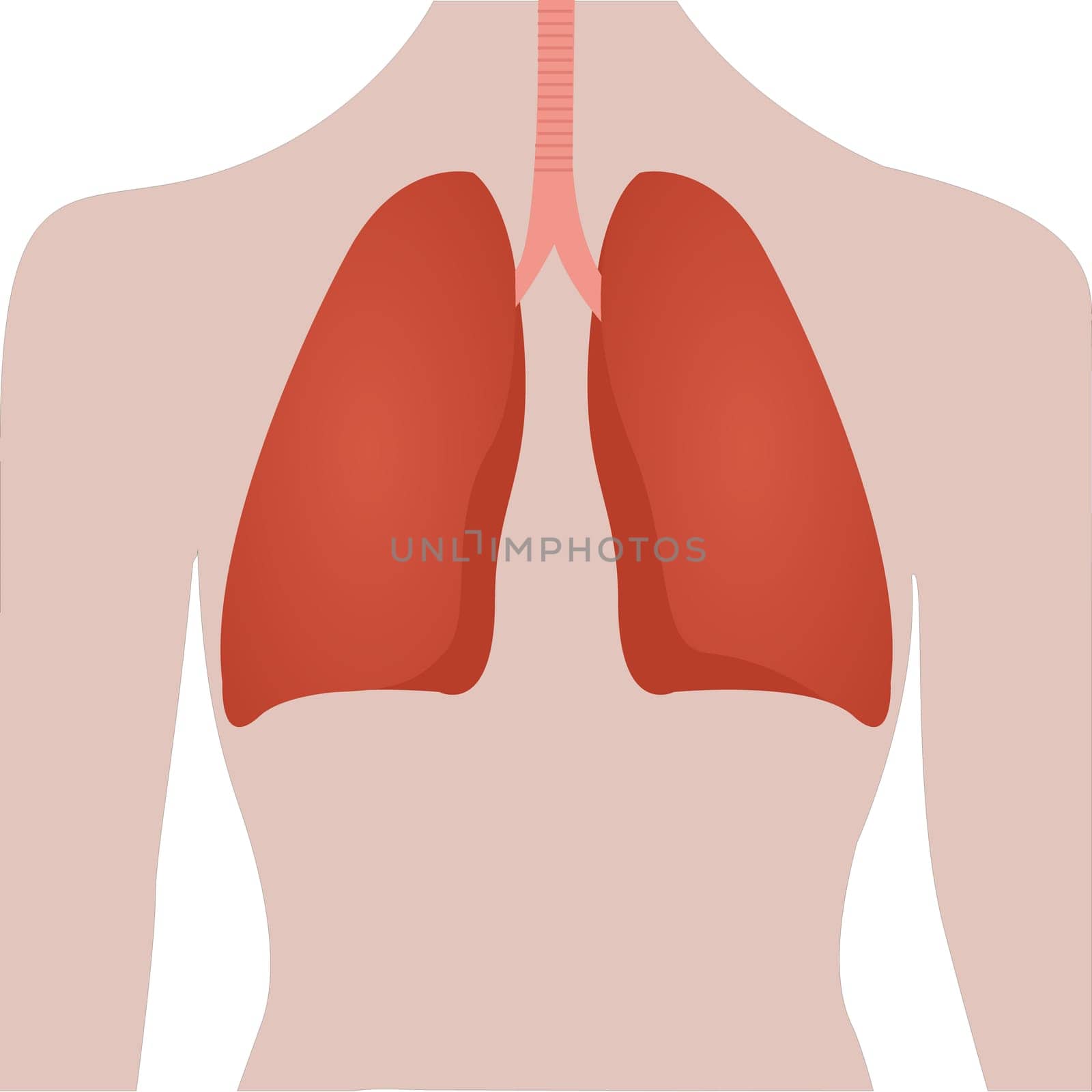 Human lungs location in body  vector illustration on a white background