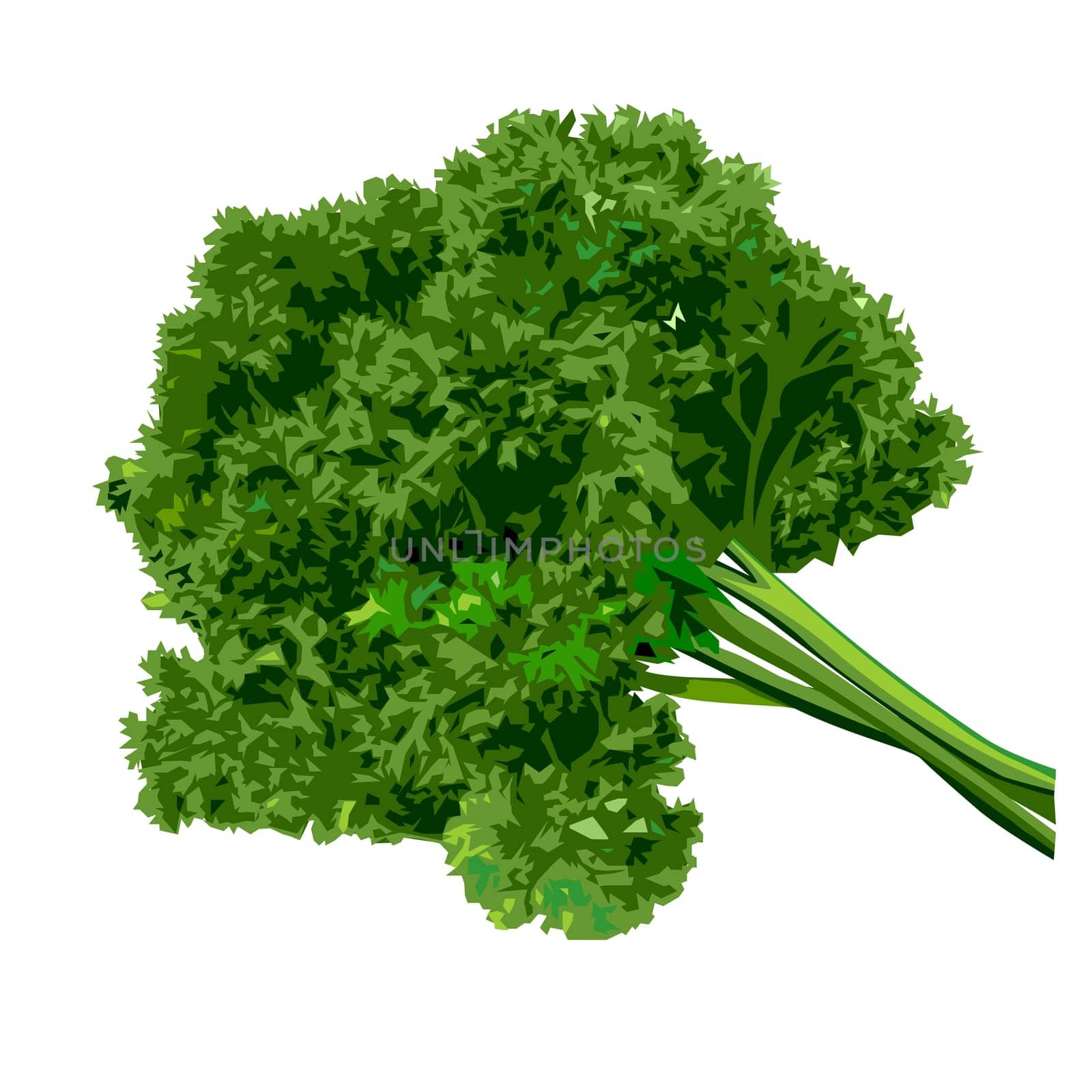 Bunch of parsley greenery leafy ingredient for salad vector isolated  on a white background. Vector illustration