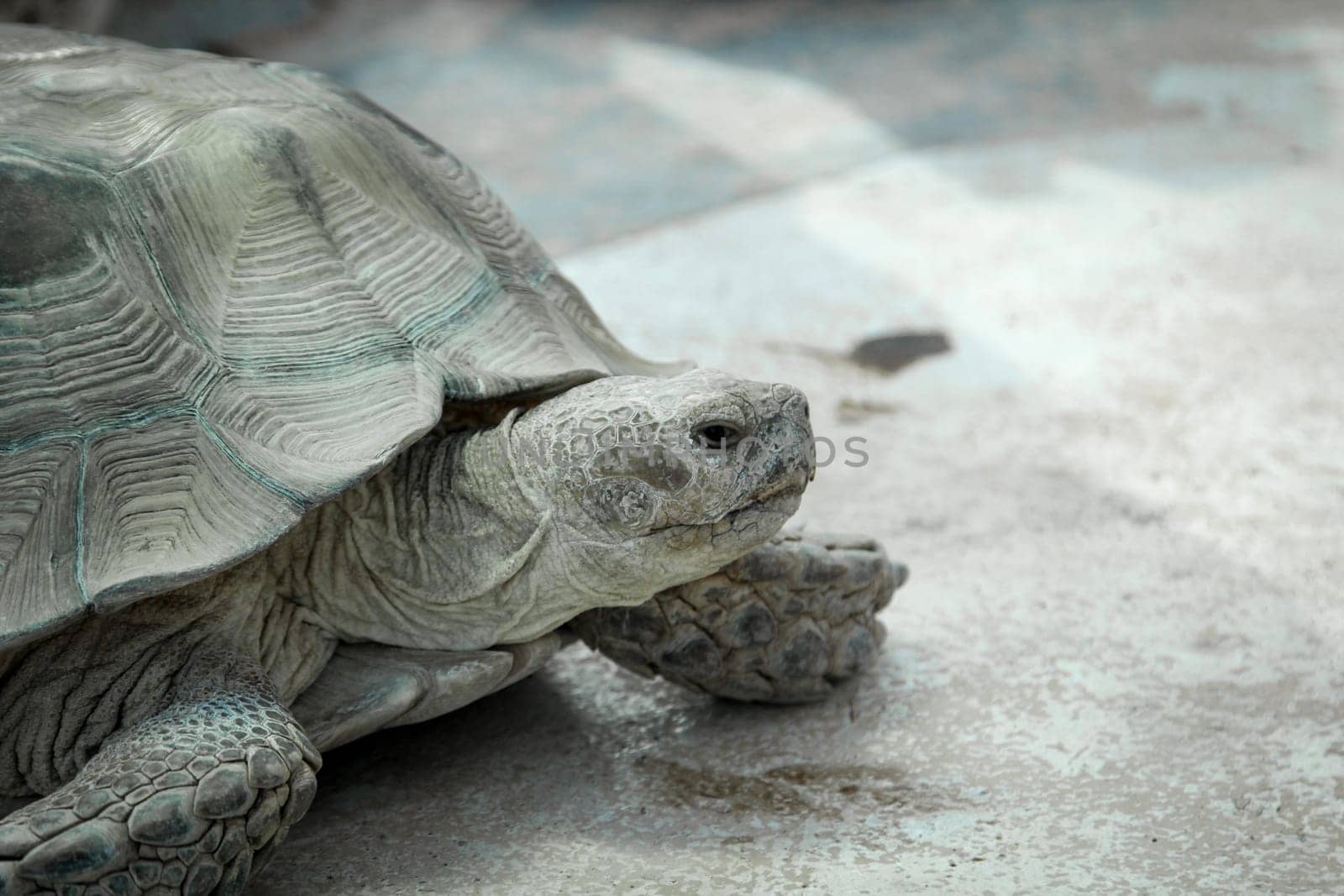 close up, details of turtle, turtles