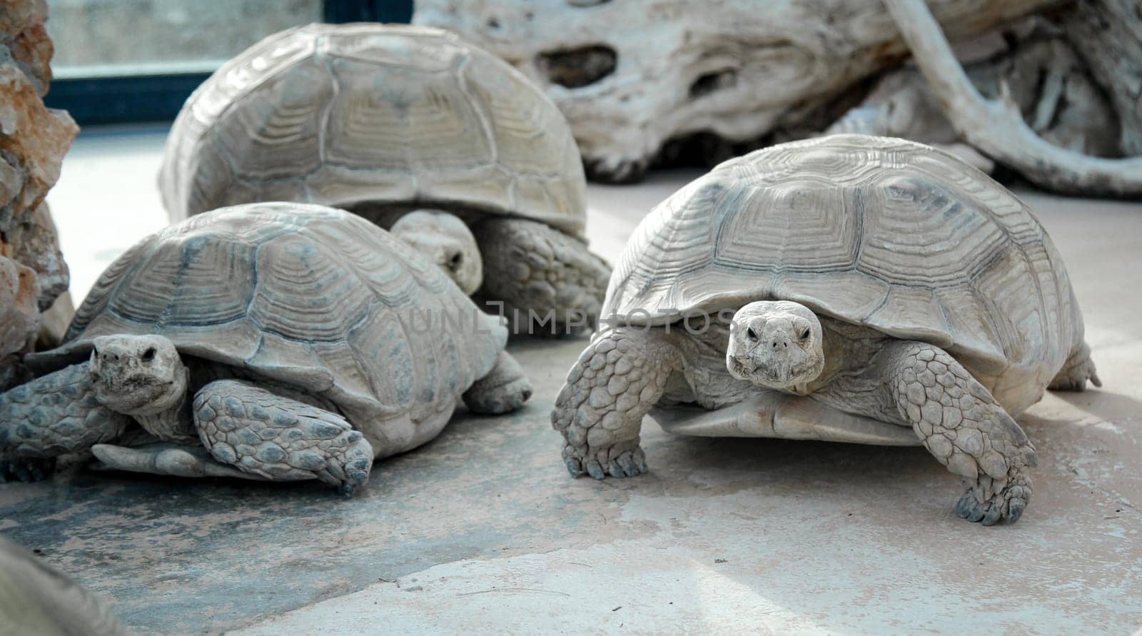 close up, details of turtle, turtles