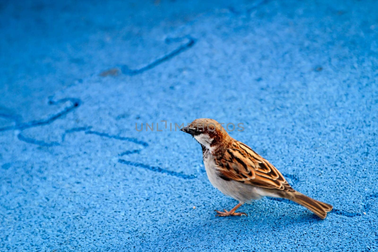 close up of a sparrow