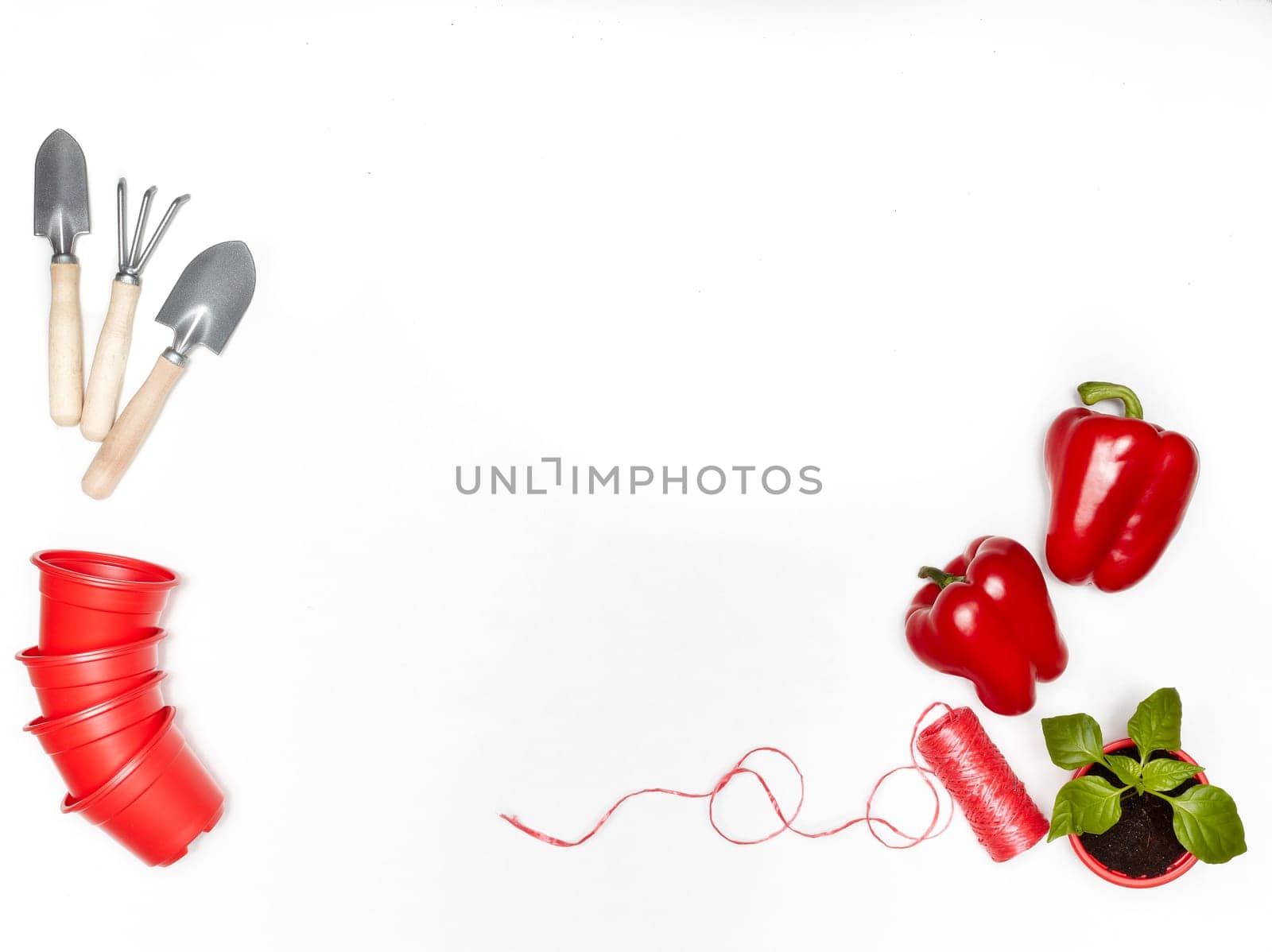 Gardening tools, young seedlings and fresh peppers on a white background. Top view with copy space. Concept of spring gardening, vegetable growing, agriculture and harvest