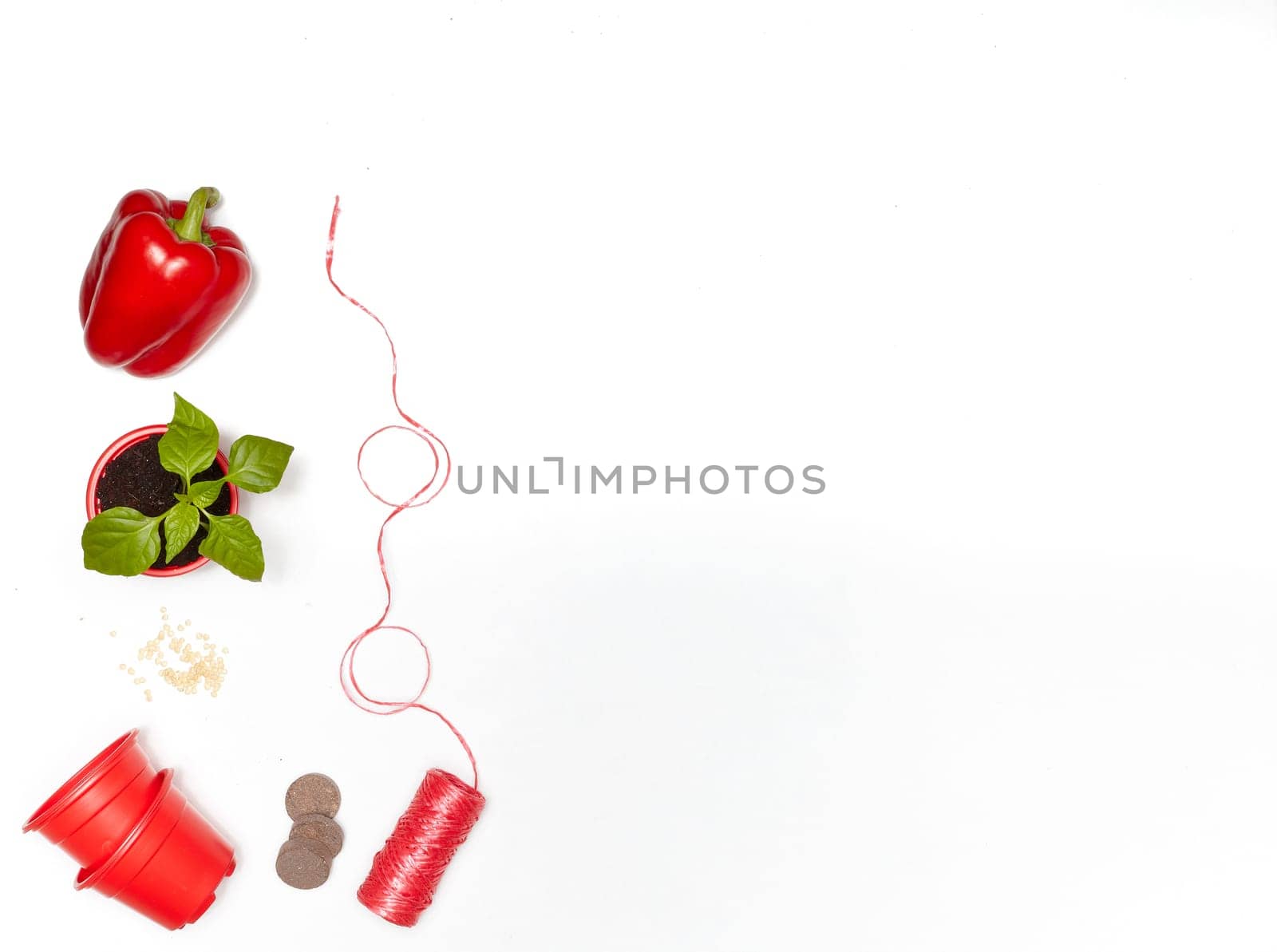 Seeds, young seedlings and fresh peppers on a white background. Top view with copy space. Concept of spring gardening, vegetable growing, agriculture and harvest