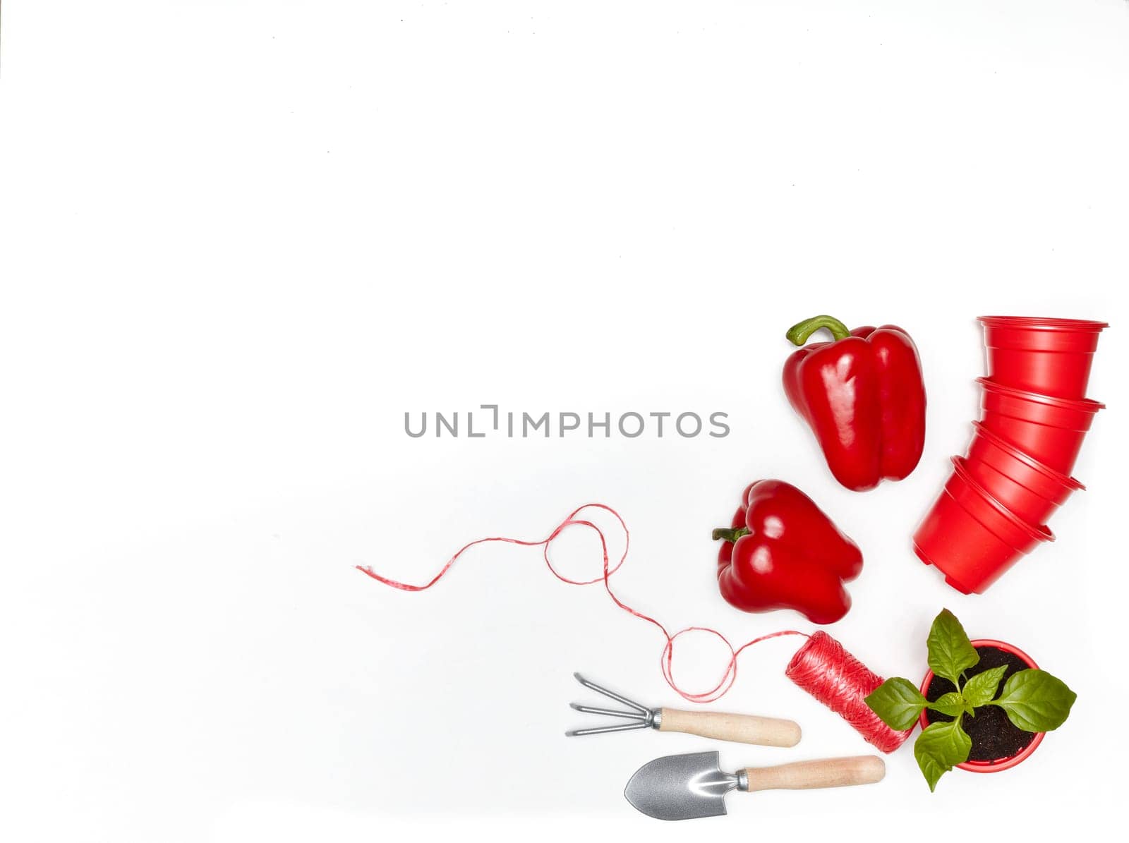 Gardening tools, young seedlings and fresh peppers on a white background. Top view with copy space. Concept of spring gardening, vegetable growing, agriculture and harvest