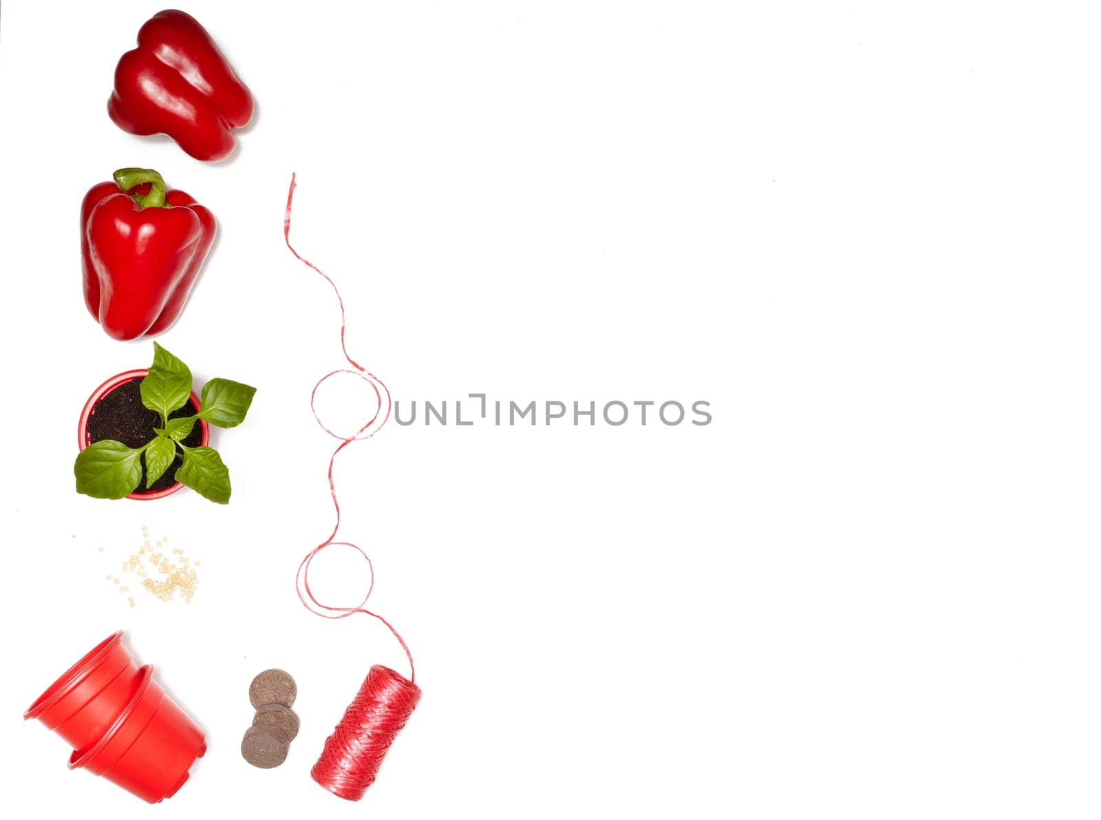 Seeds, young seedlings and fresh peppers on a white background. Top view with copy space. Concept of spring gardening, vegetable growing, agriculture and harvest