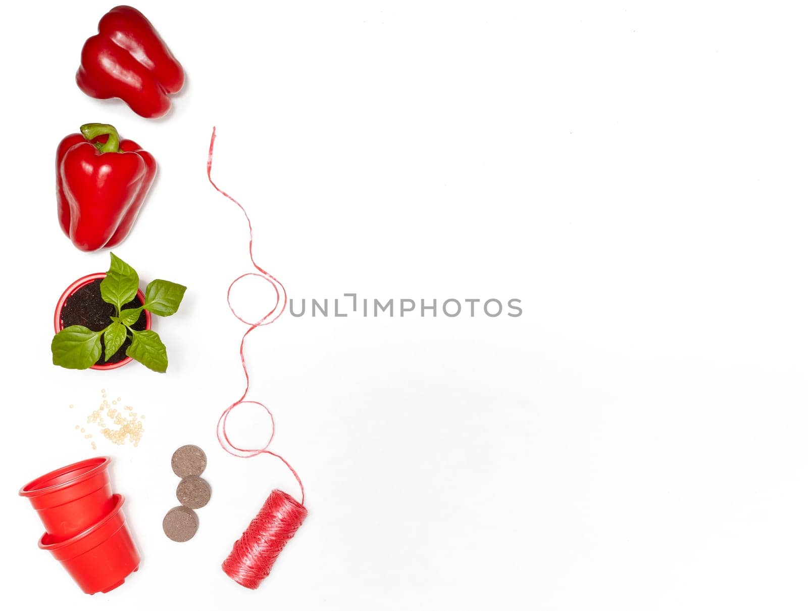 Seeds, young seedlings and fresh peppers on a white background. Top view with copy space. Concept of spring gardening, vegetable growing, agriculture and harvest