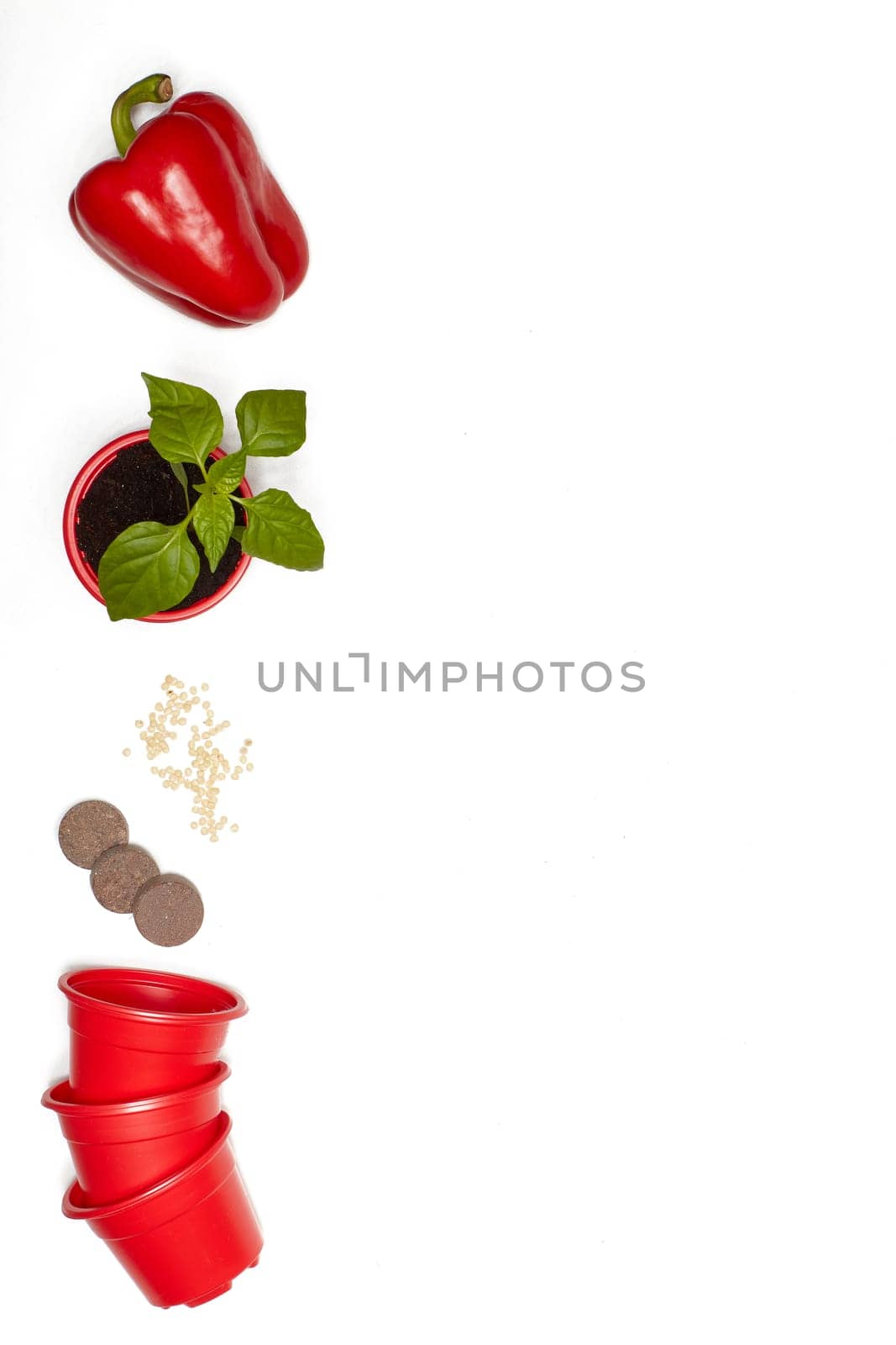 Seeds, young seedlings and fresh peppers on a white background. Top view with copy space. Concept of spring gardening, vegetable growing, agriculture and harvest