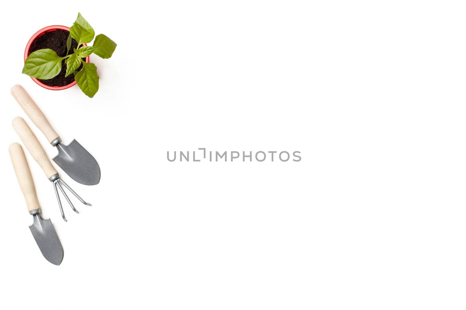 Gardening tools and young seedlings of pepper on a white background. Top view with copy space. Concept of spring gardening, vegetable growing, agriculture and harvest