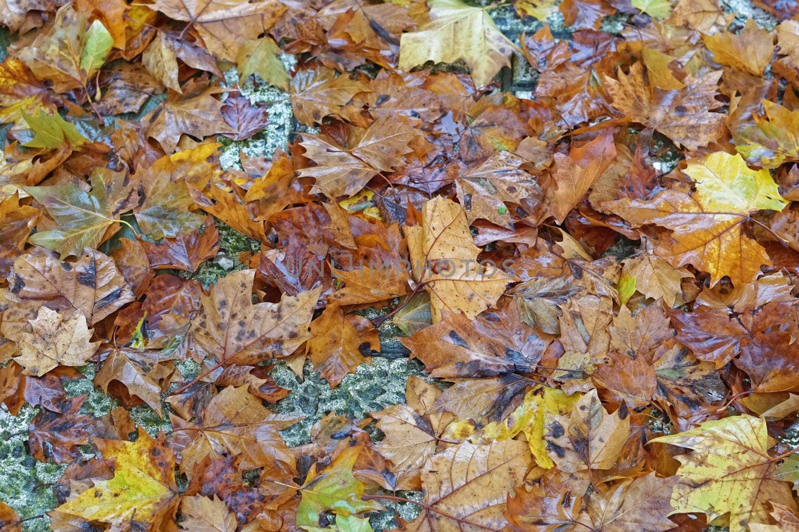 Wet fall foliage texture nature background