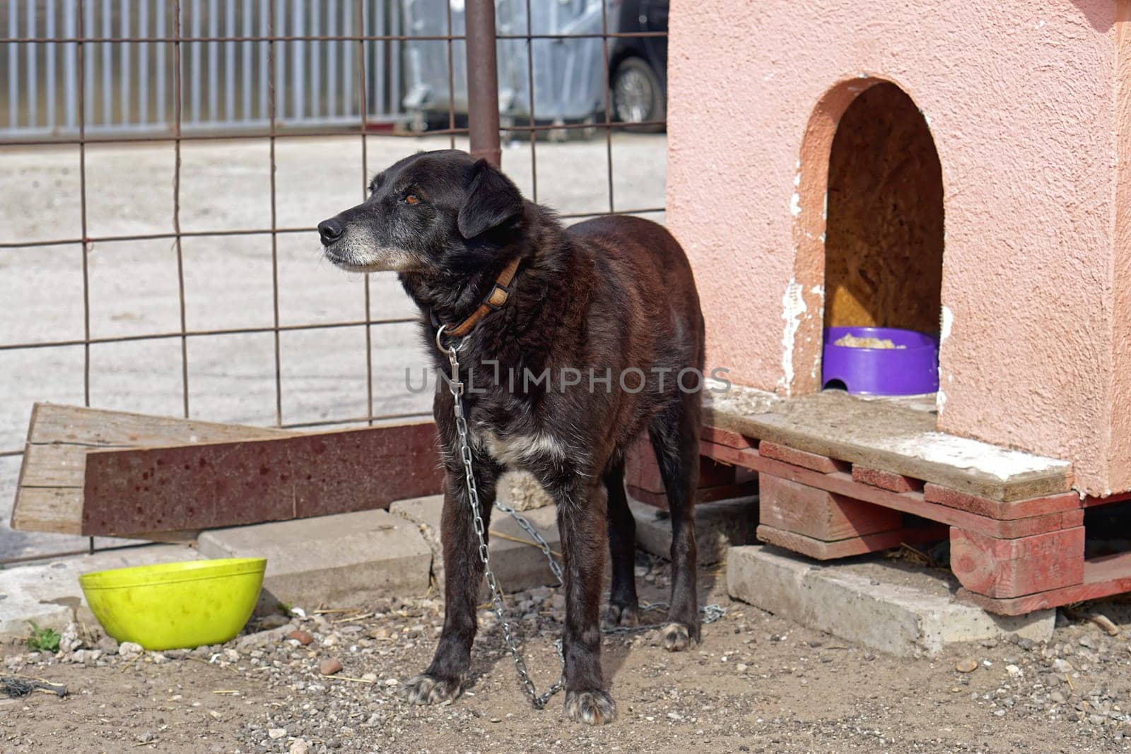 Black dog in front of house