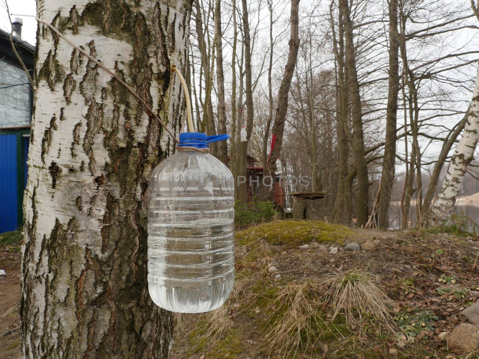 Birch sap drips into a plastic container