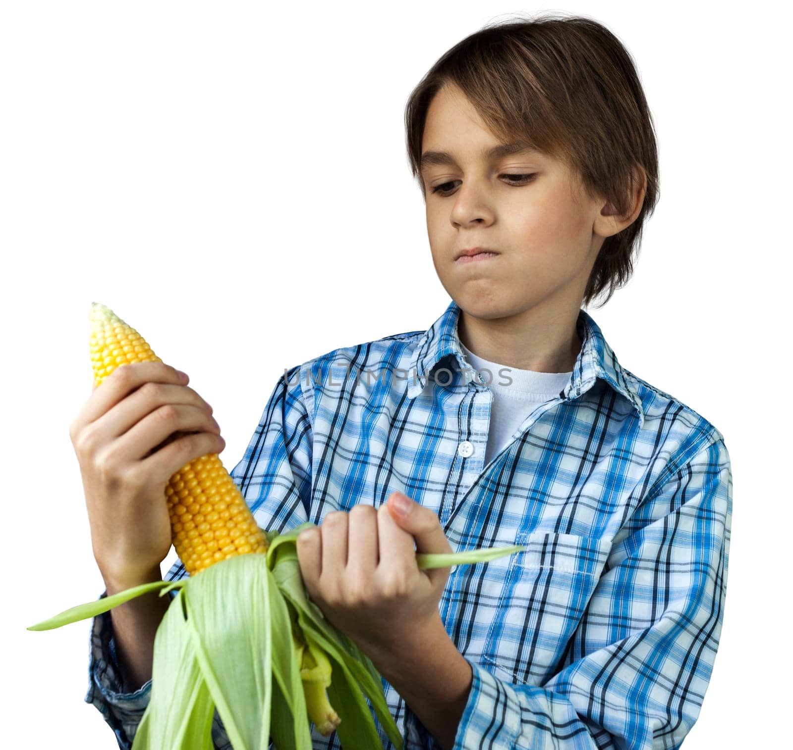 Young farm boy husking an ear of corn. On a white background.