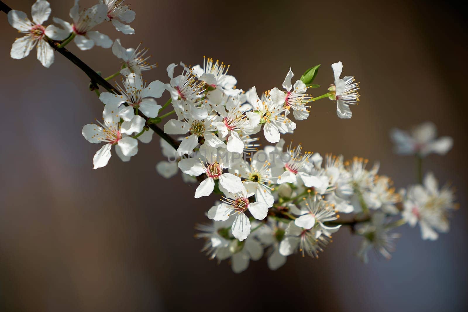 Blossoms on a wild cherry tree in spring