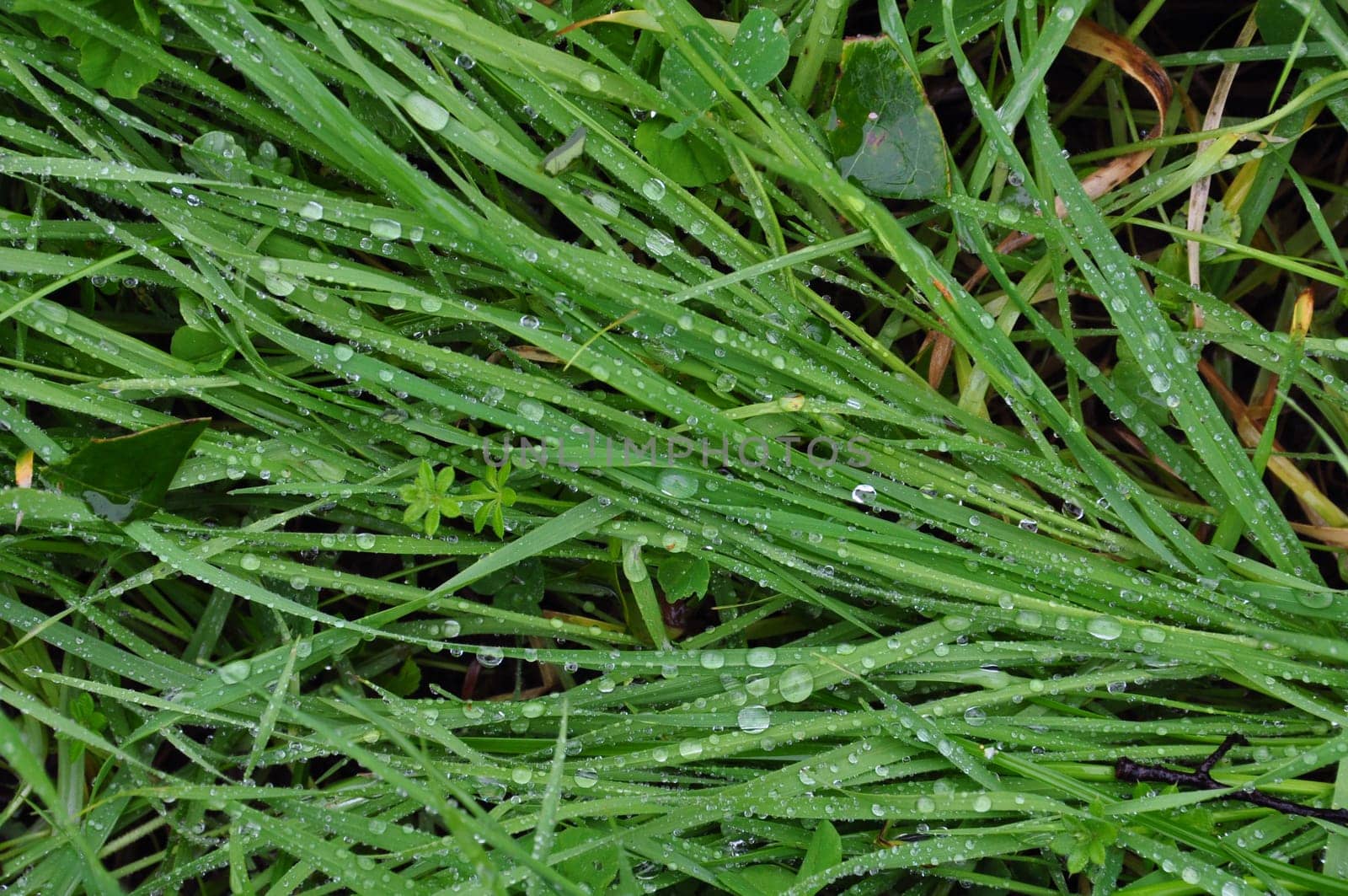 Green grass after the rain. Abstract raindrops rainy weather background.