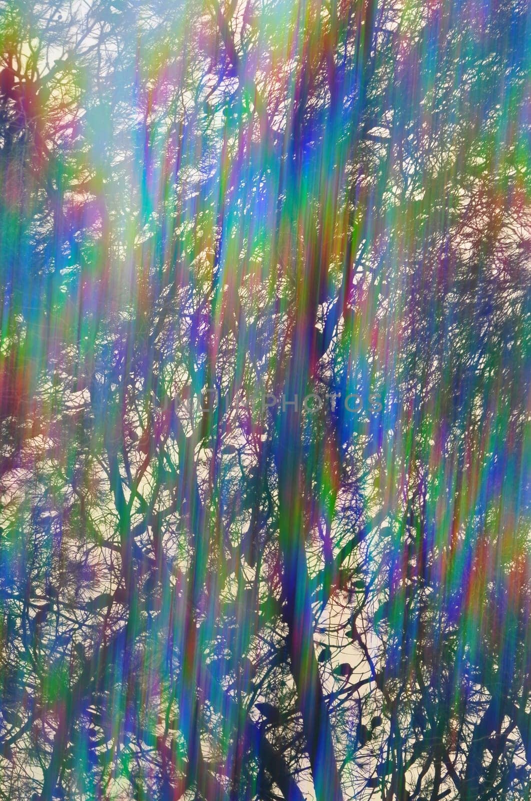 Colorful light streaks through pine tree branches abstract iridescent reflections. Vintage prism filter lens flare.