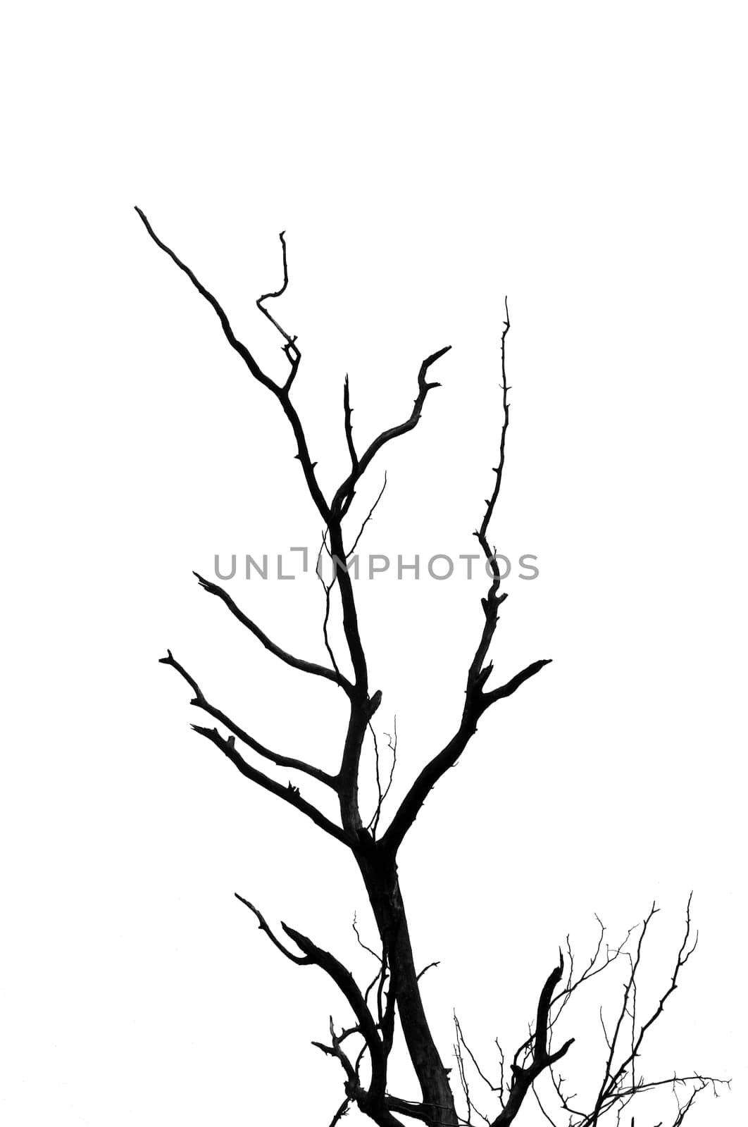 Leafless tree branches silhouette on white background.