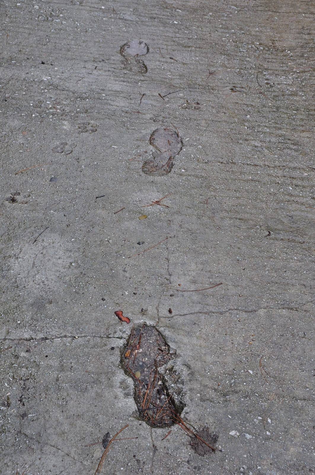 Footprints and dog paw tracks imprinted on wet concrete surface abstract background.