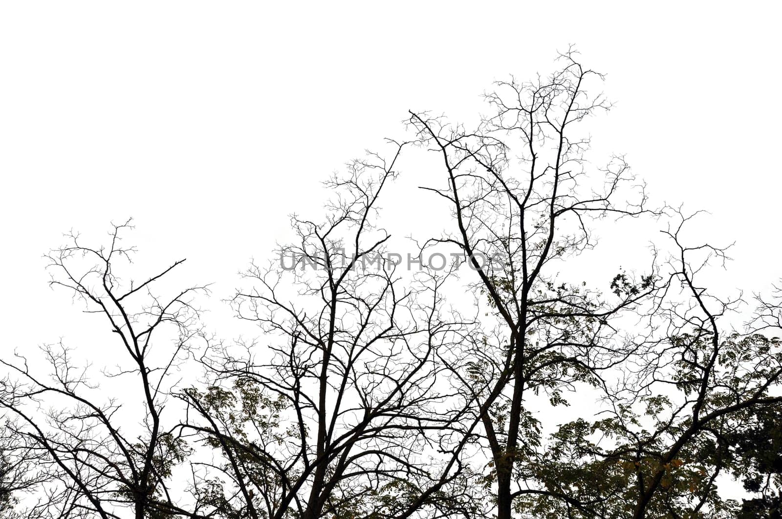 Forest trees on white background. Abstract winter nature.