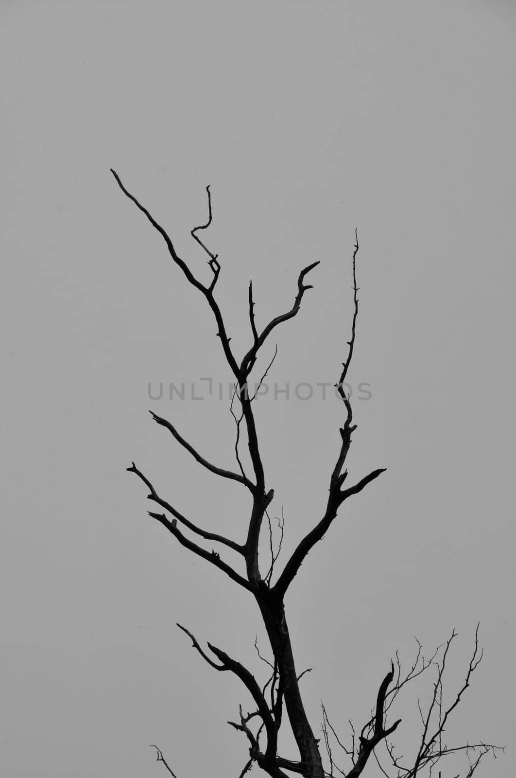 Leafless tree branches silhouette and gray sky on dark winter day.