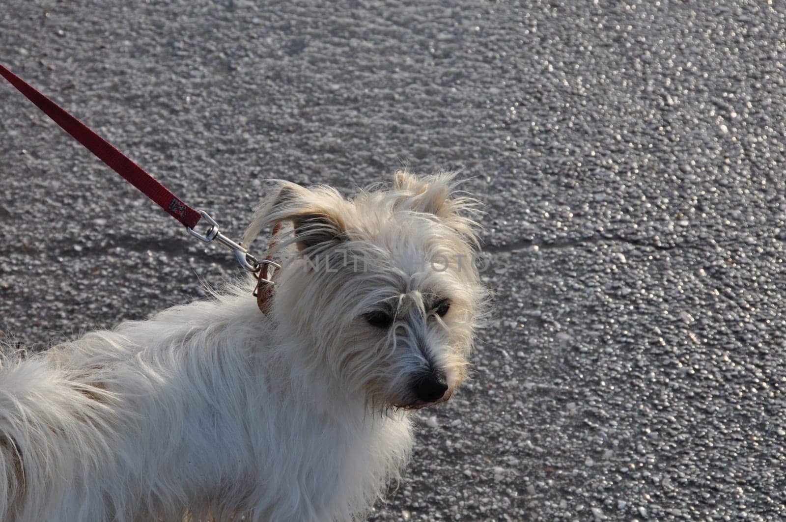 Small white terrier dog on a leash.
