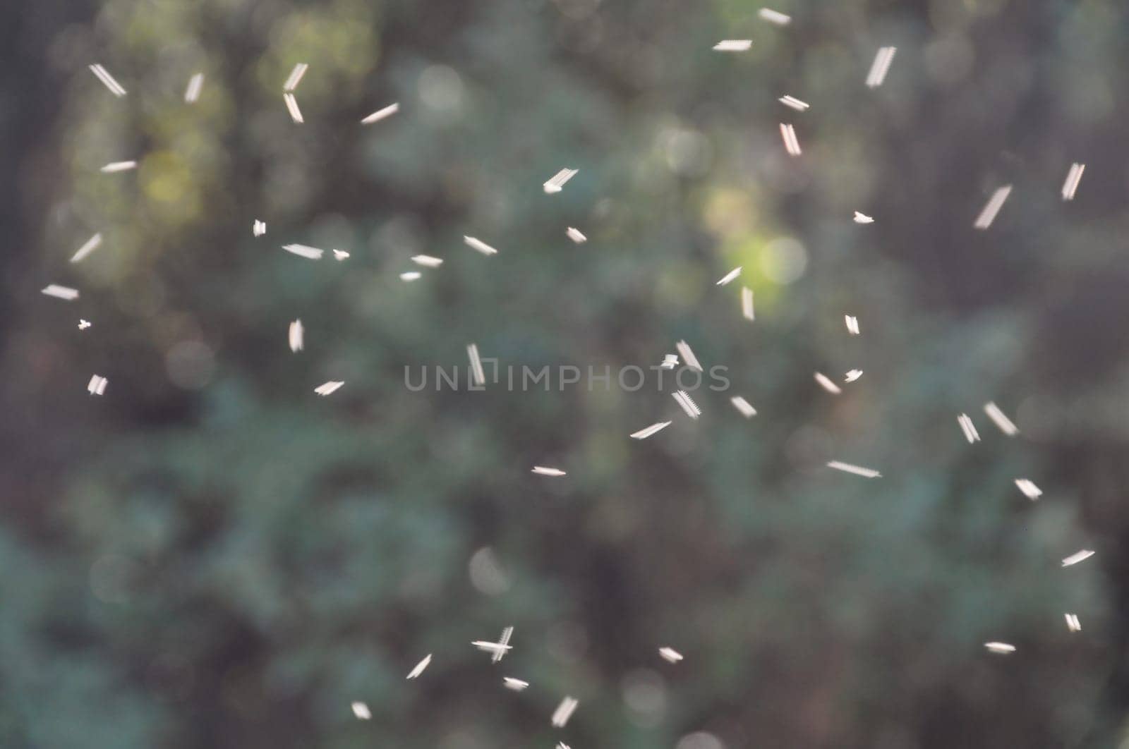Swarm of small flies flying in circles through ray of light in forest. Abstract nature motion blur.