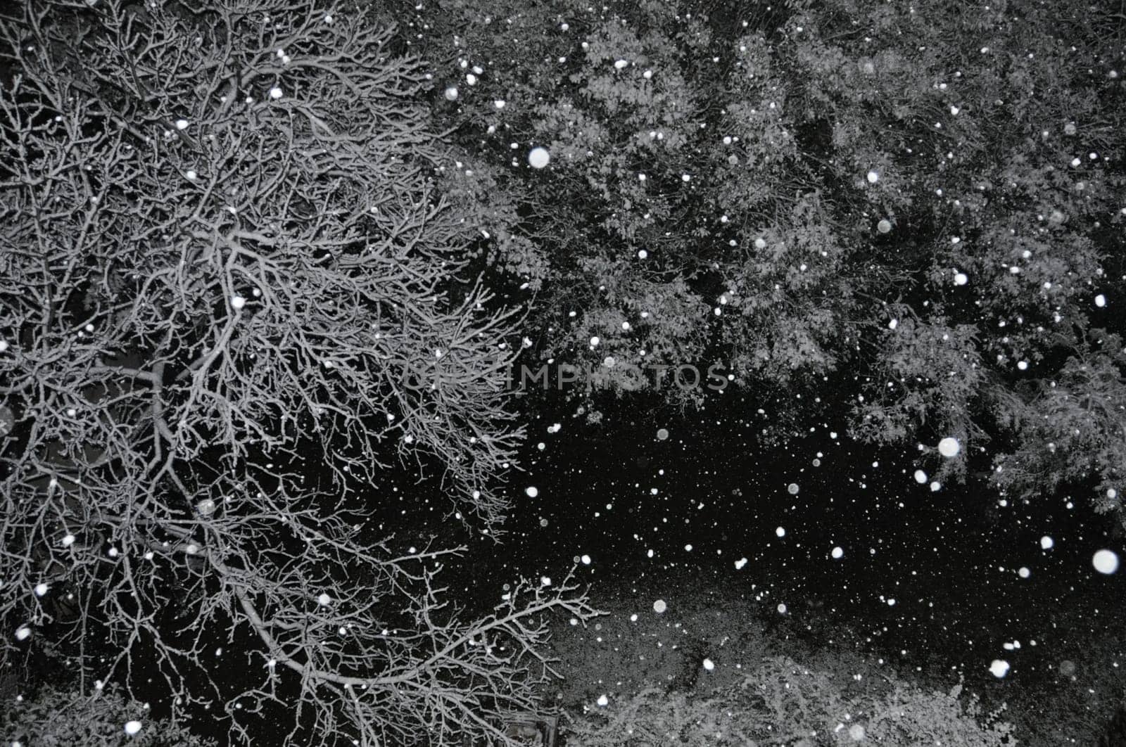 Snow falling over trees on cold winter night.