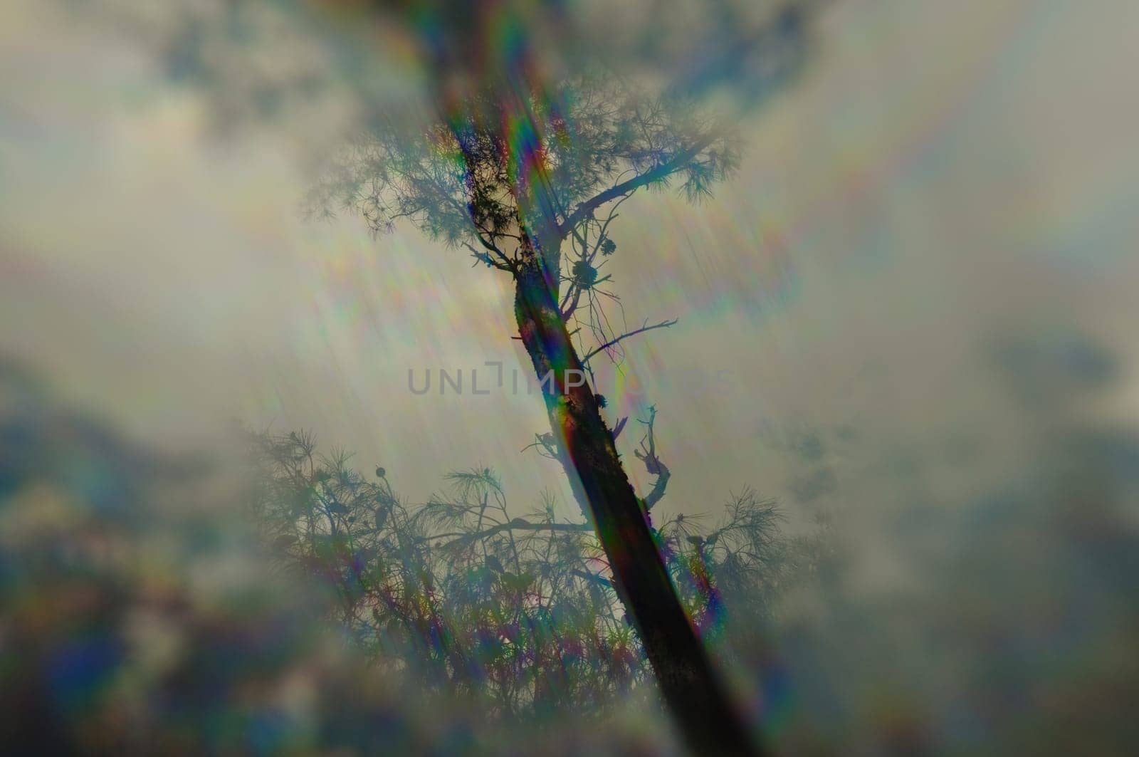 Luminous shapes through tree branches prism distortion. Abstract winter nature blur.