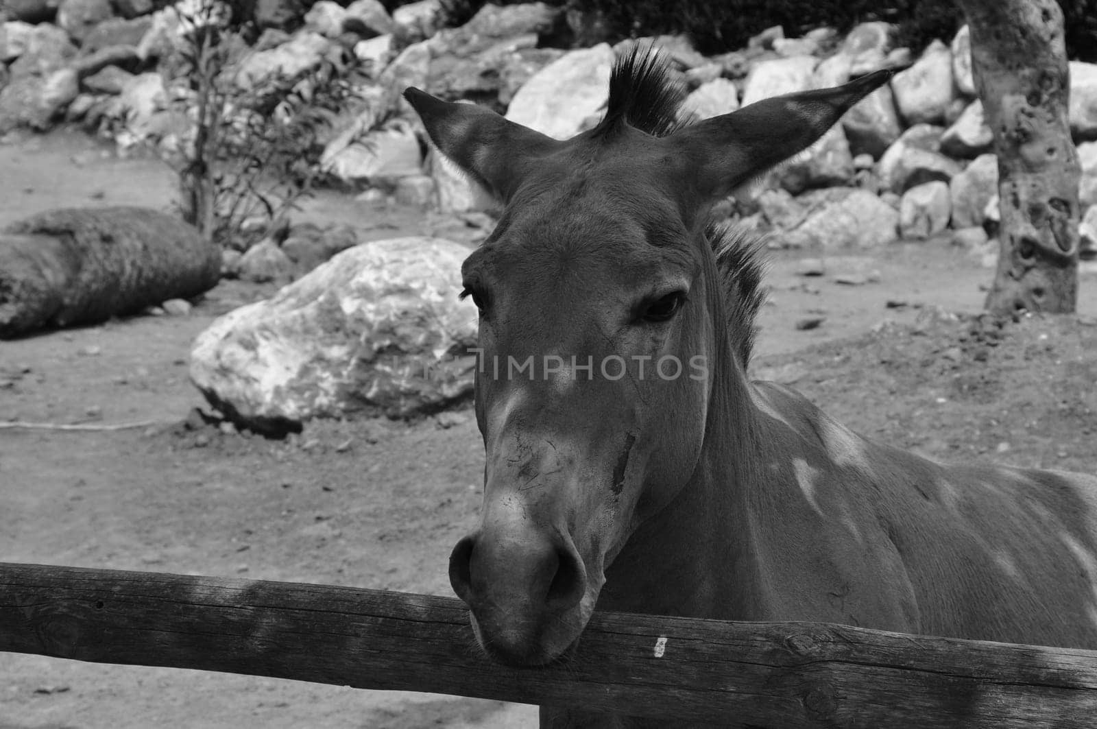 Somali wild ass endangered animal portrait. Black and white.