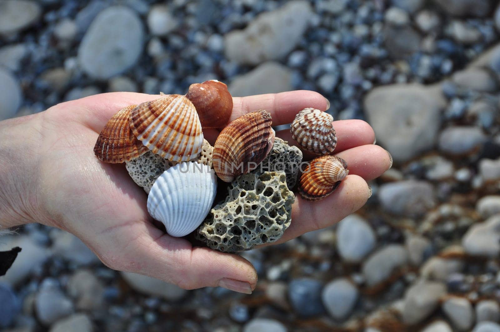 Hand holding sea shells and pumice stones found washed on rocky beach.