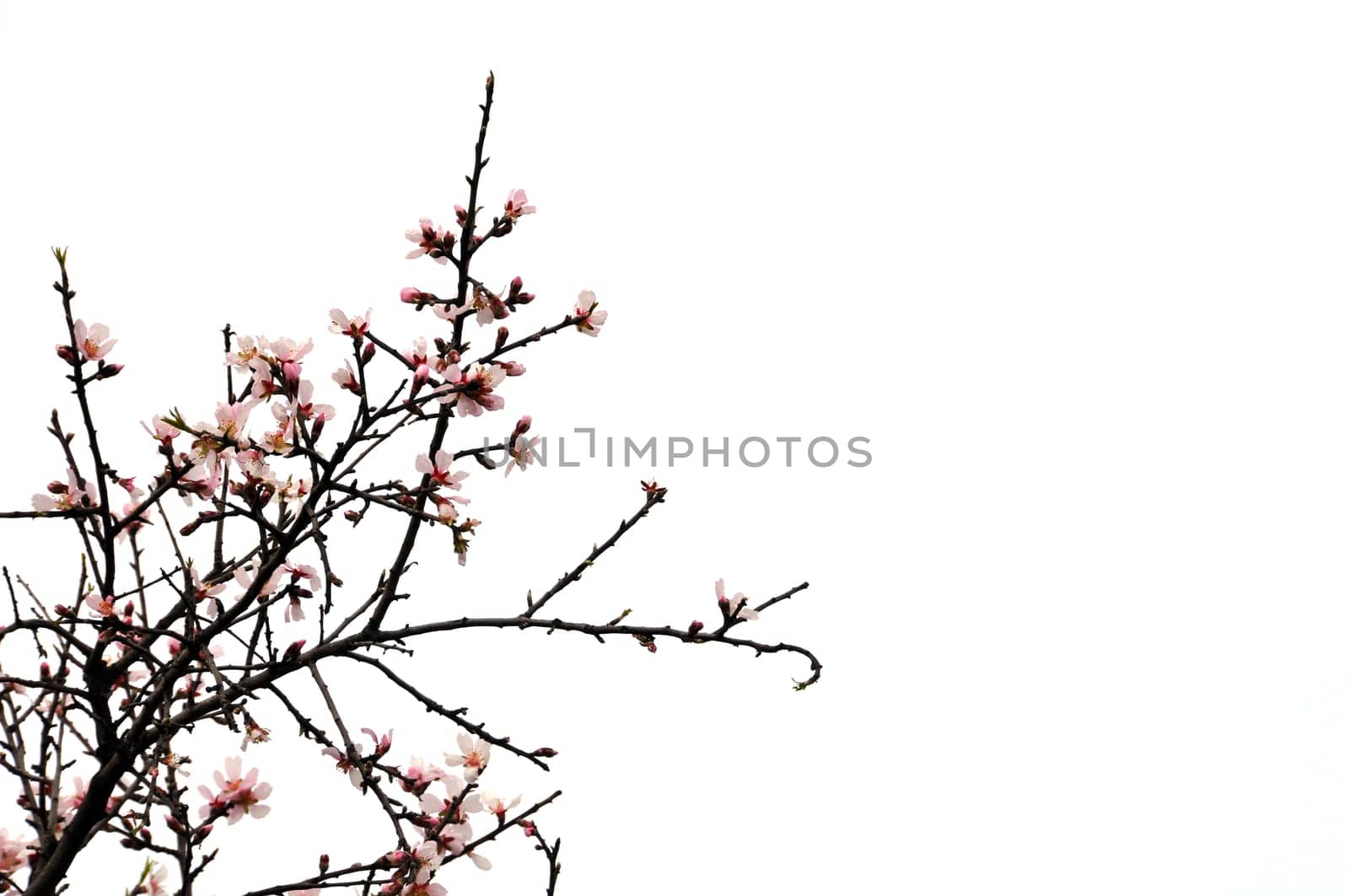 Almond tree branches with pink flowers on white background. Spring new life abstract.
