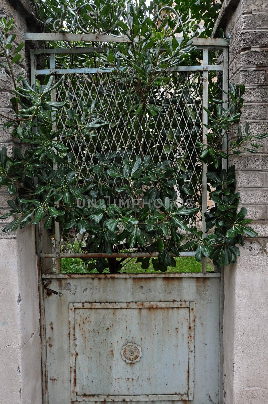 Overgrown plant branches growing through closed old rusty door of abandoned house.