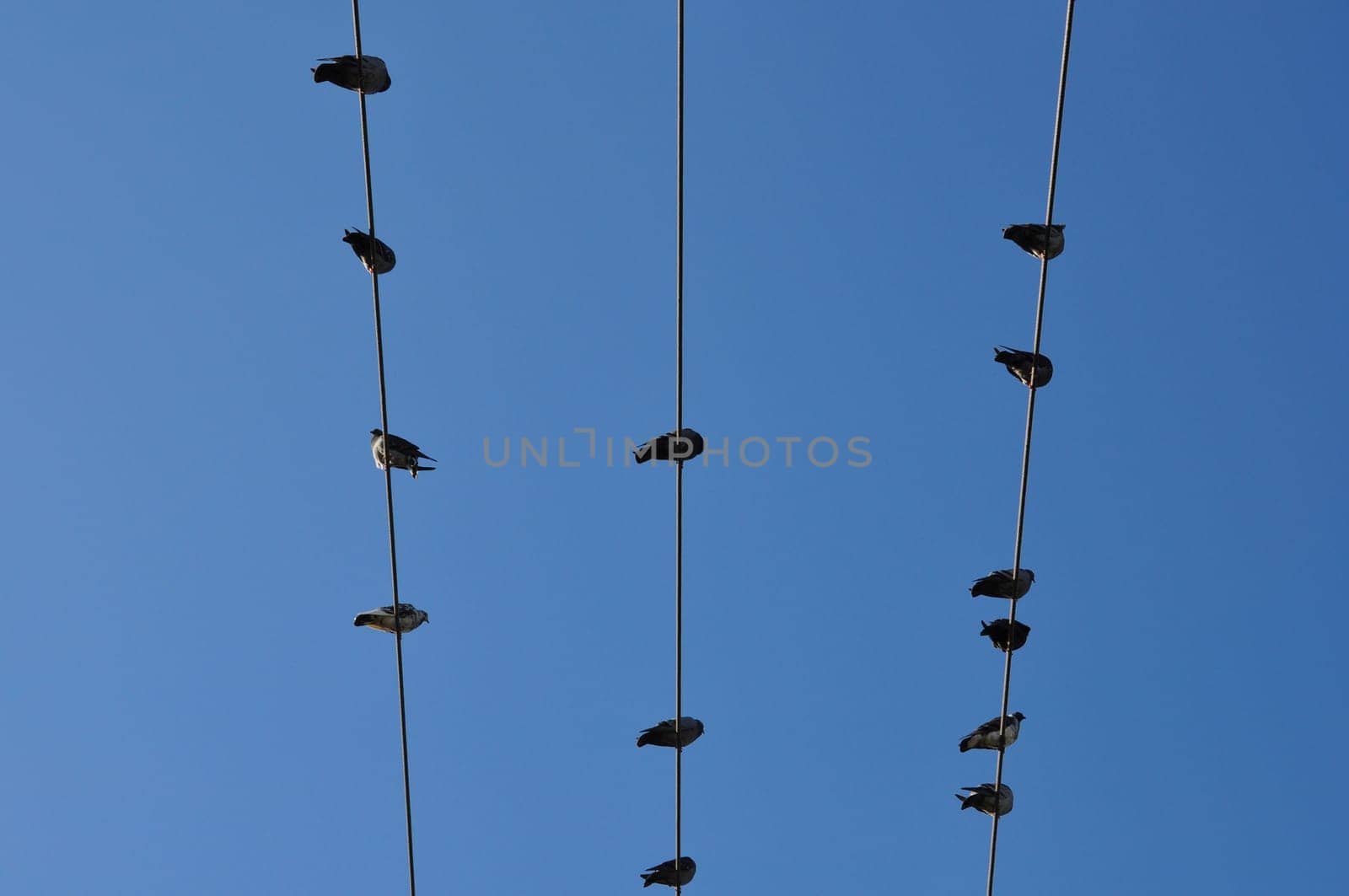 Pigeon birds sitting on a wire under clear blue sky. Abstract nature background.