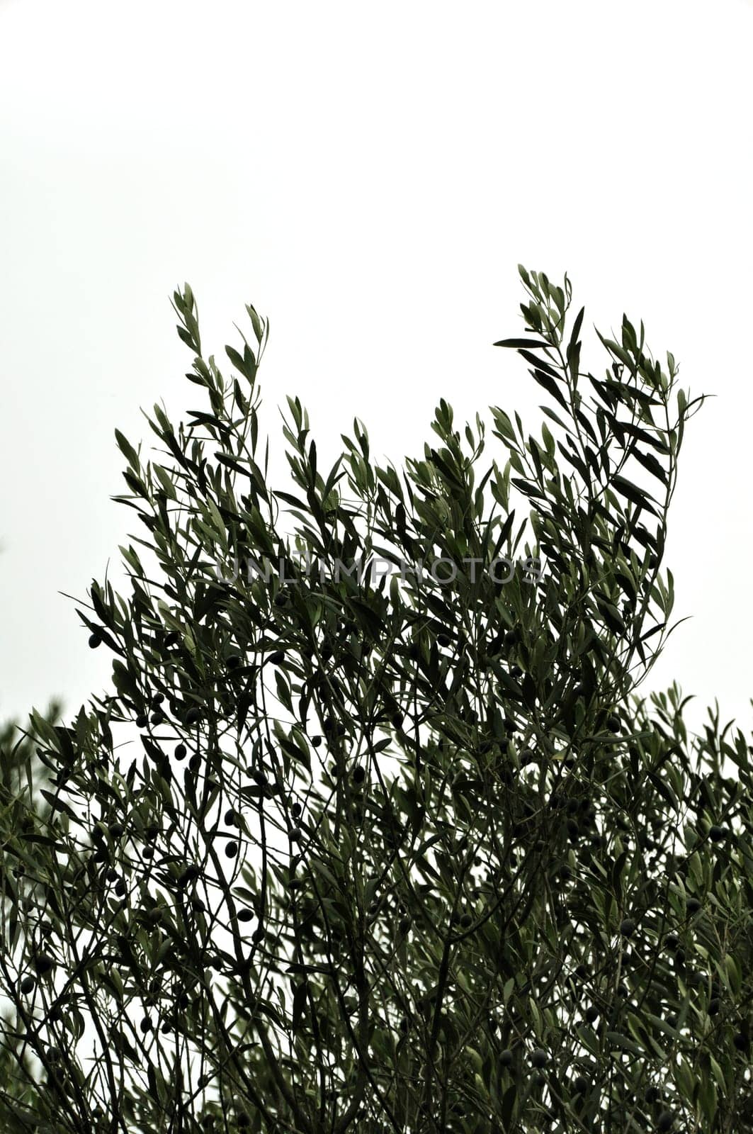 Olive tree branches on white background. Harvest season.
