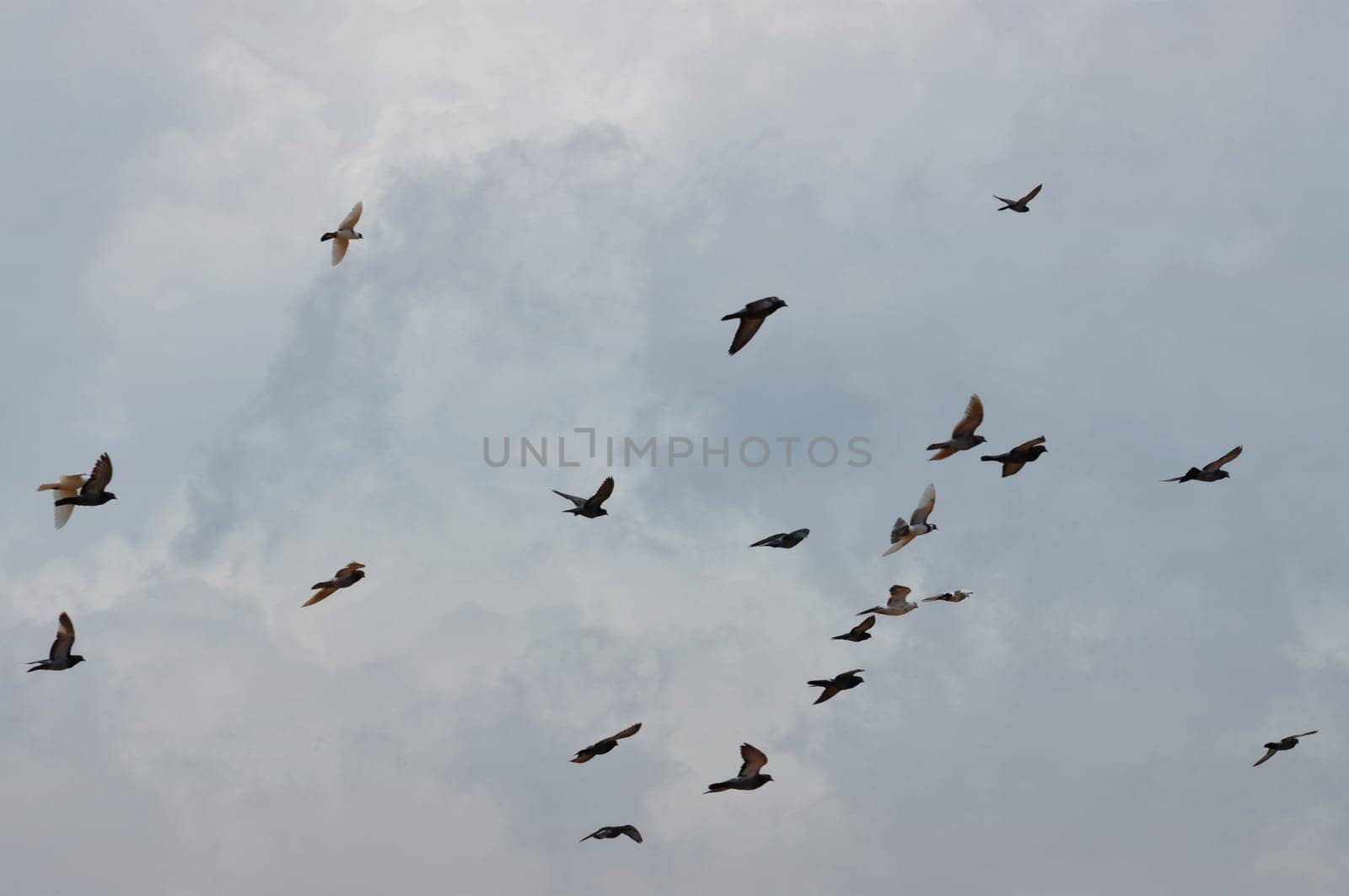 Birds flying under cloudy sky. Abstract background.