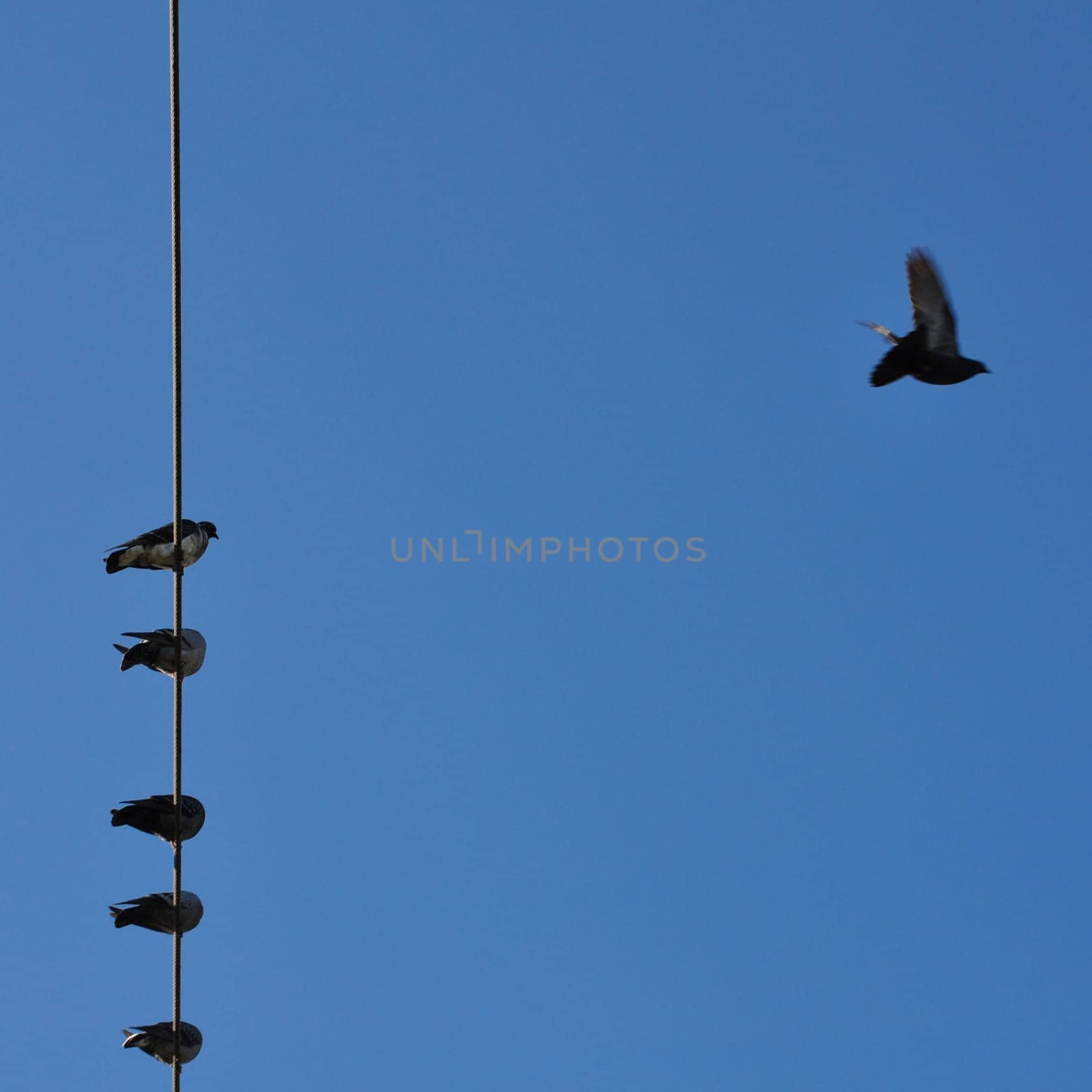 Pigeons on a wire under blue sky. Bird in flight motion blur.