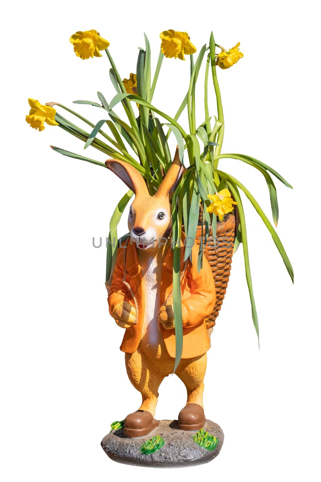 Easter bunny isolated. Close-up of an easter bunny with a basket in which blooming yellow daffodils are isolated on a white background. Happy easter design element.