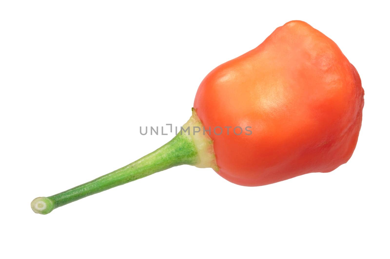 Aji Rainforest pepper (Capsicum baccatum), whole ripe pod