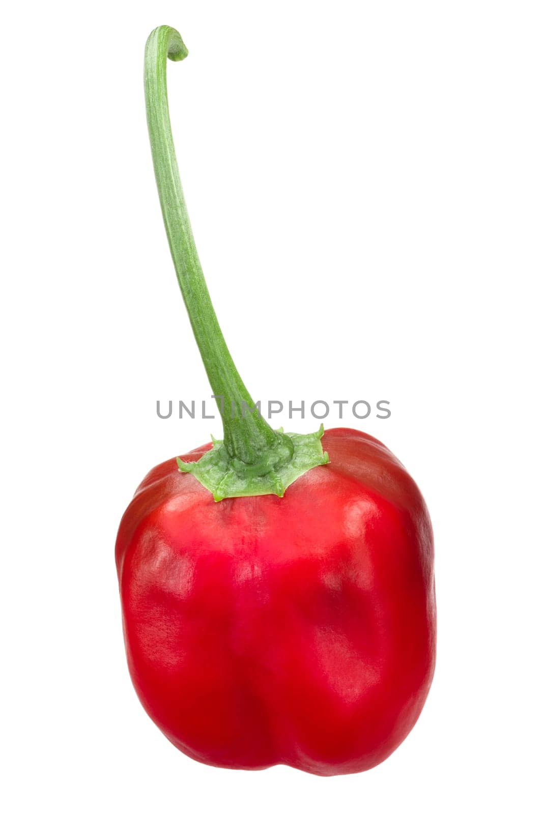 Malawi Piquante chile pepper(Pepperdew when pickled), Capsicum baccatum, whole ripe pod with pedicel